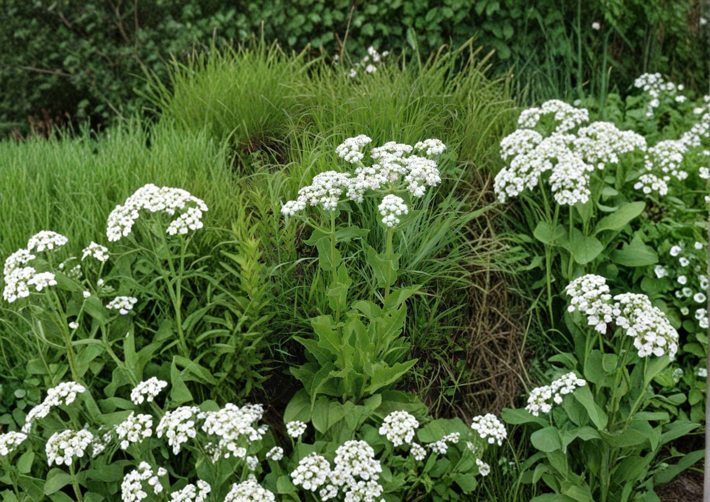 Parthenium integrifolium Wild Quinine Seeds – Native Prairie Perennial with White Button Flowers, Pollinator-Friendly Plant, 25 Seeds