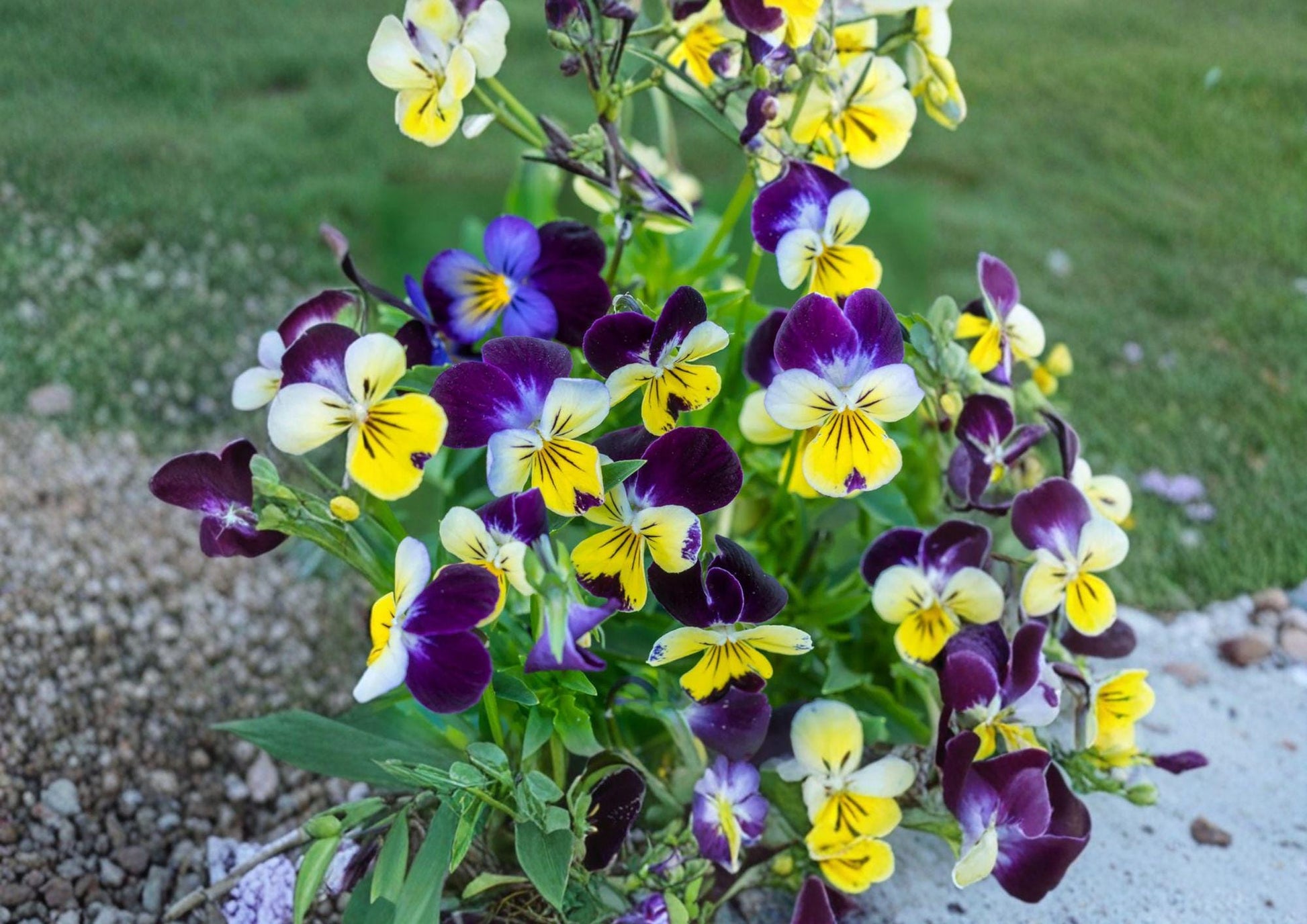 Johnny Jump Up Viola Seeds – Helen Mount Tri-Color Pansy-Style Garden Flowers, 100 Seeds