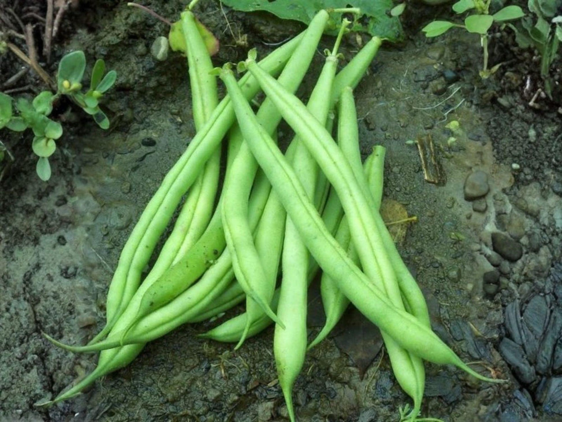 Provider Green Bush Bean Seeds – Heirloom Non-GMO Vegetable Seeds for Edible Gardens, Compact Bush Plant, Phaseolus vulgaris