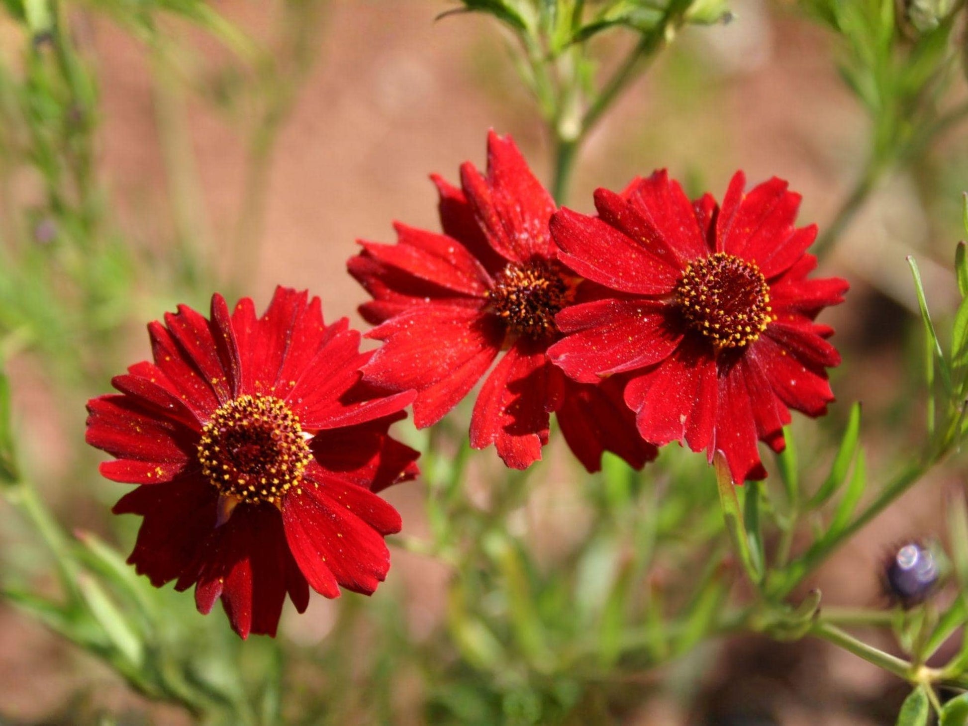 Dwarf Red Plains Coreopsis Seeds – Tickseed Wildflower, Pollinator Garden, Annual, Bright Red & Yellow, Coreopsis tinctoria