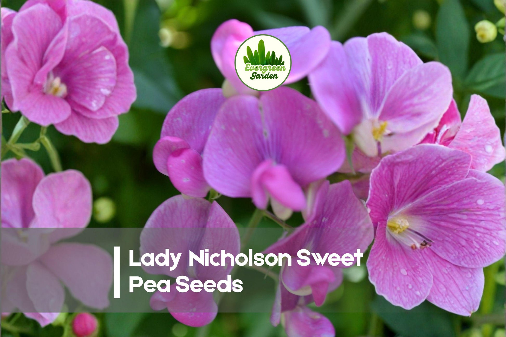 Lady Nicholson Sweet Pea Seeds – 50 Soft Pink Fragrant Climbing Vines for Gardens & Cut Flowers | Lathyrus odoratus