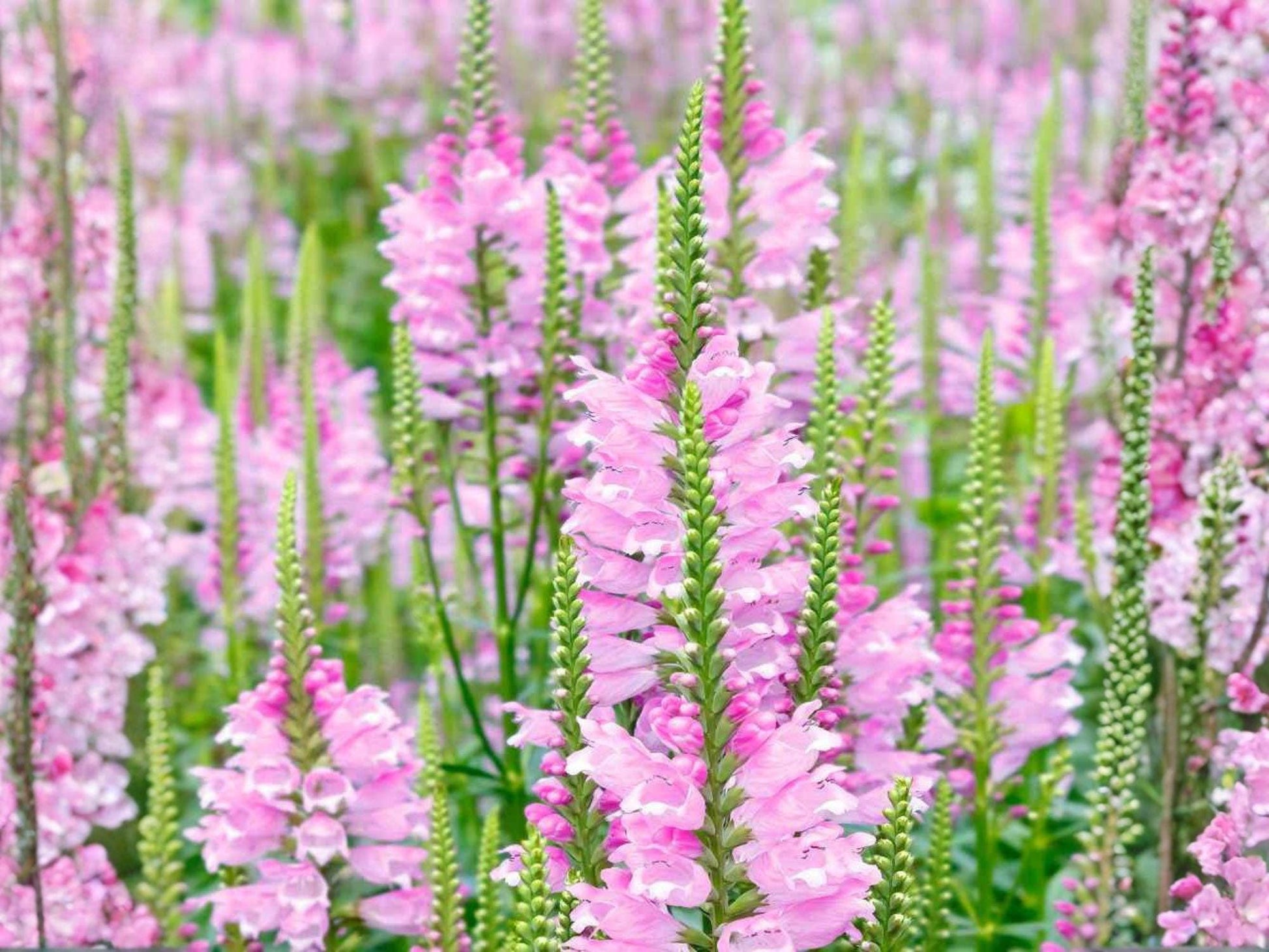 Physostegia Virginiana Seeds – Obedient Plant Native Perennial for Pollinator Gardens & Prairie Landscaping