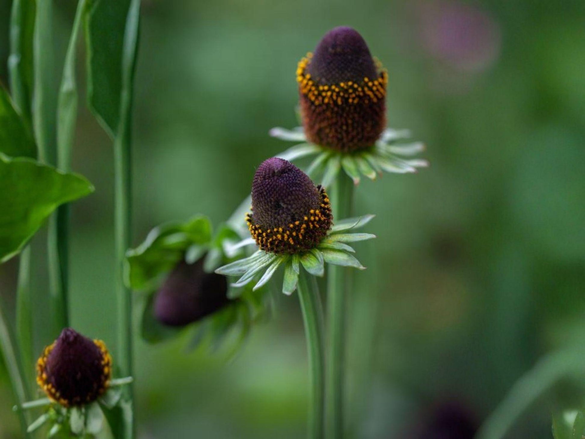 Rudbeckia occidentalis Seeds – Western Coneflower Native Wildflower for Pollinator Gardens – Perennial with Dark Central Cones