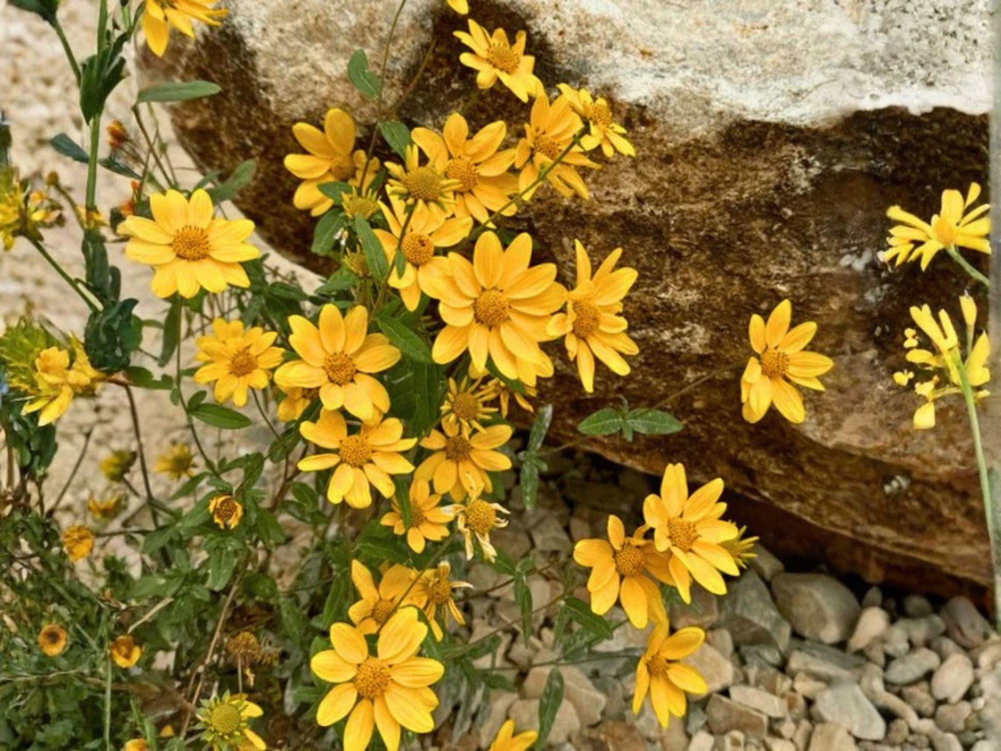 Heliomeris Multiflora Seeds – Showy Goldeneye Native Wildflower – Drought Tolerant Perennial – Bright Yellow Daisy-Like Blooms