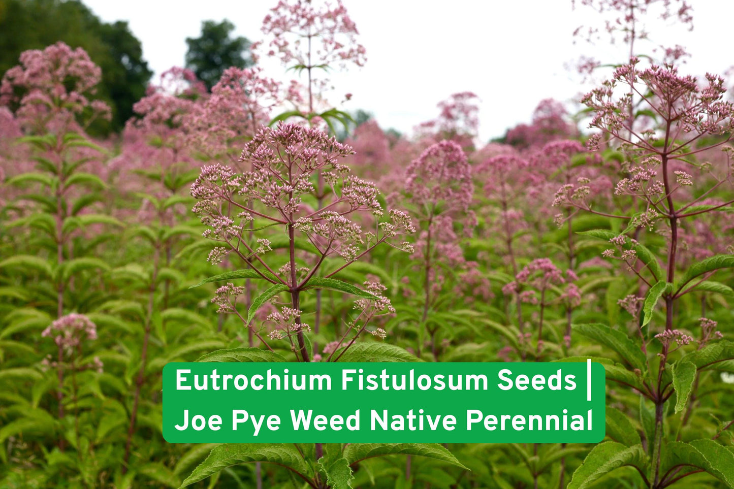 Joe Pye Weed seeds, native perennial, butterfly garden plant, pollinator attractor, tall flowering plant, pink purple flowers, rain garden plant, meadow landscape, wildflower seeds, moisture tolerant plant, bee friendly plant, tall perennial seeds, native North American