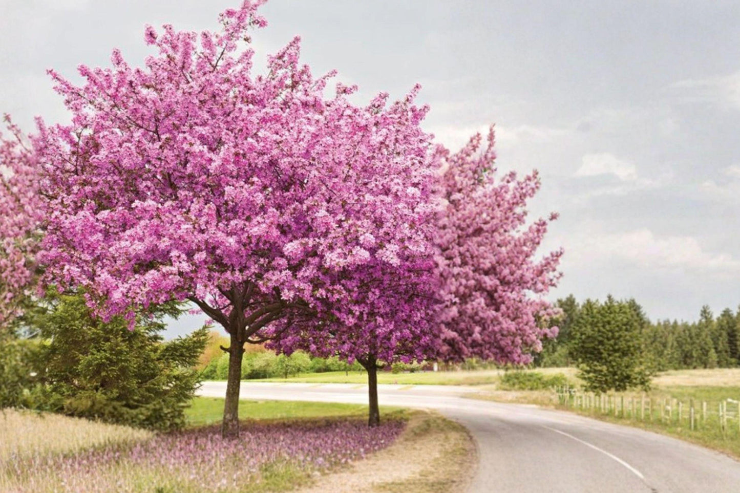 Chinese Redbud Tree Seeds – Pink Flowering Ornamental Garden Plant, Cercis chinensis, 10 Seeds
