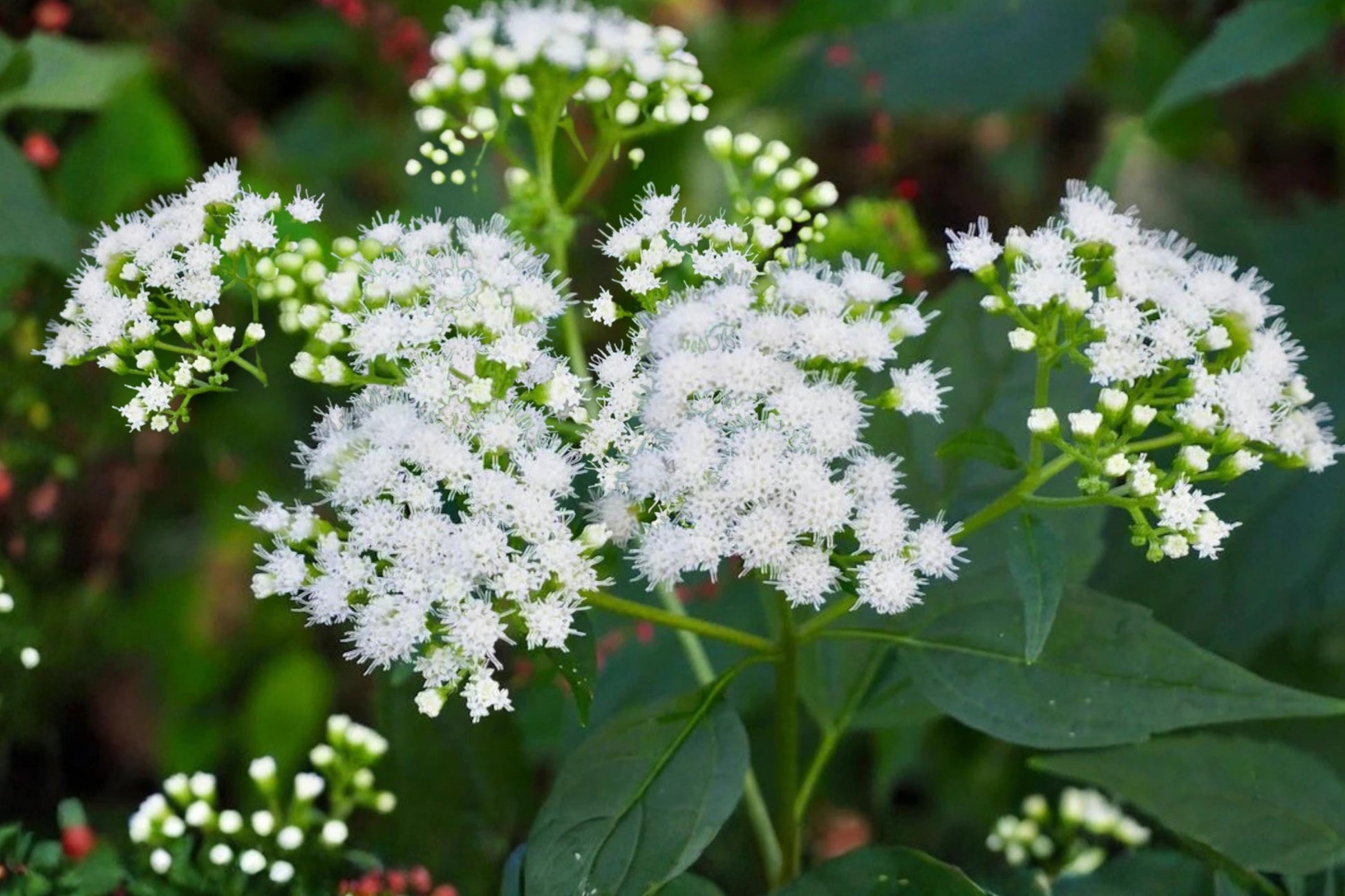 White Snakeroot Seeds – Native Perennial with White Flowers for Shade Gardens & Pollinator Support – Ageratina altissima