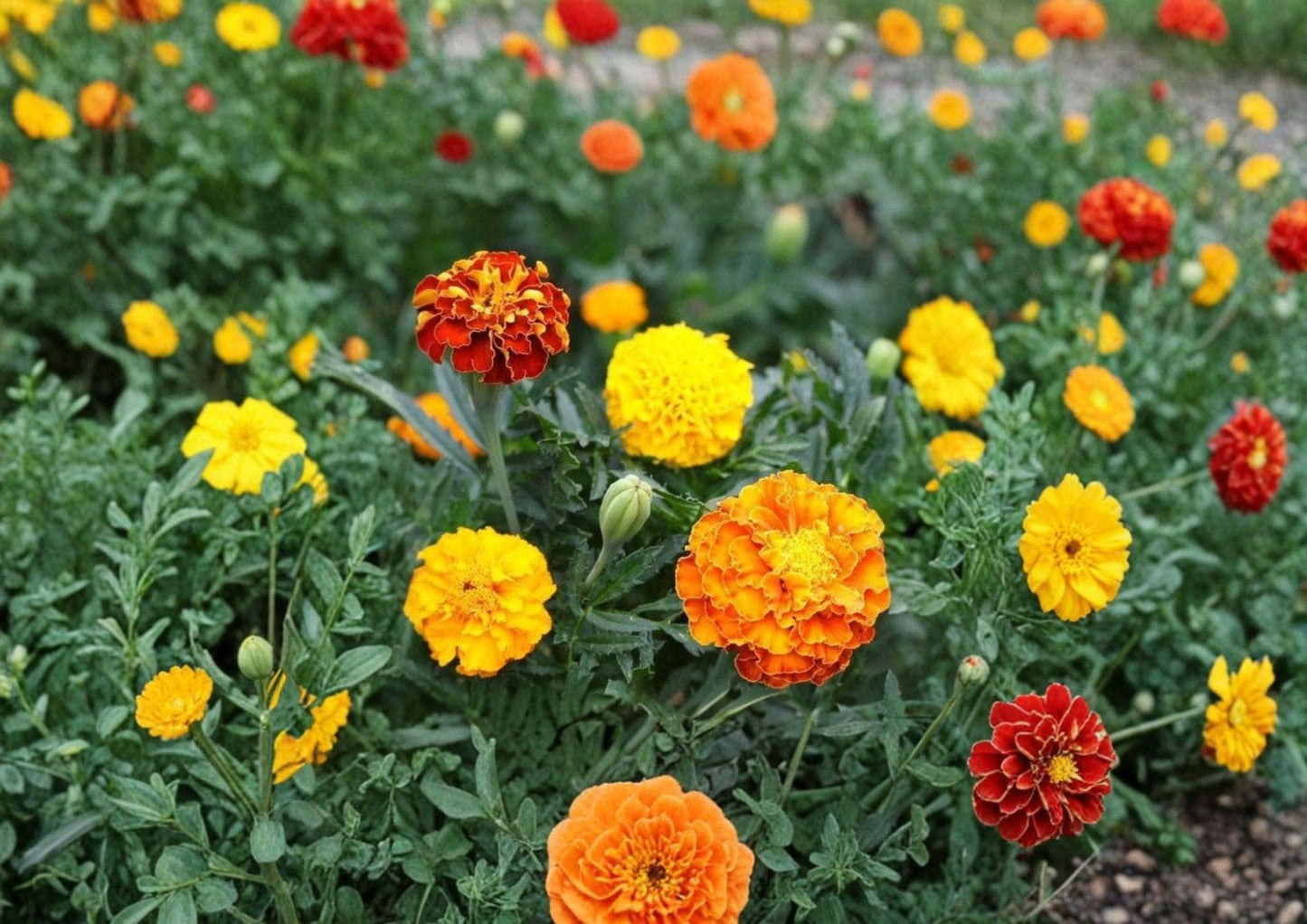 French Marigold Seeds – Petite Mixture Dwarf Flower Seeds for Borders, Containers, and Garden Beds (Tagetes patula)