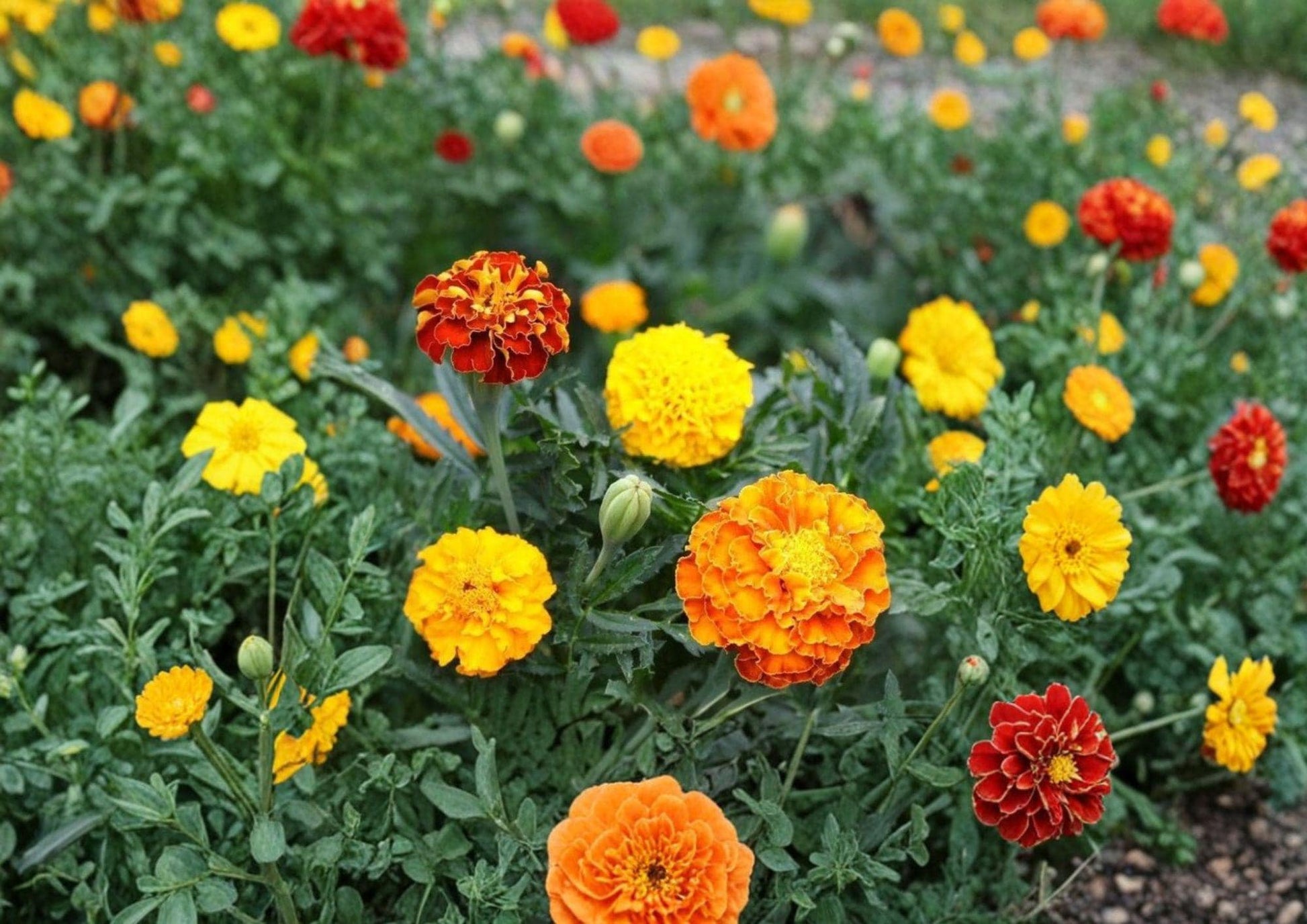 French Marigold Seeds – Petite Mixture Dwarf Flower Seeds for Borders, Containers, and Garden Beds (Tagetes patula)