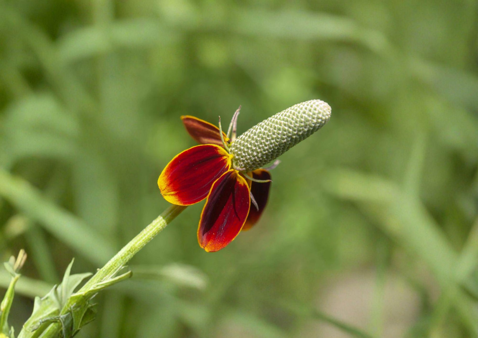 Mexican Hat Wildflower Seeds – Ratibida columnifera var. pulchra – Native Red and Yellow Prairie Perennial, Drought-Tolerant, Pollinator-Friendly, 250 Seeds