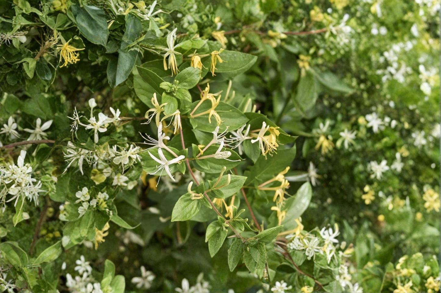 Japanese Honeysuckle Cuttings Unrooted 15, Lonicera japonica, Fragrant White Yellow Flowers, Climbing Vine for Fences & Trellises