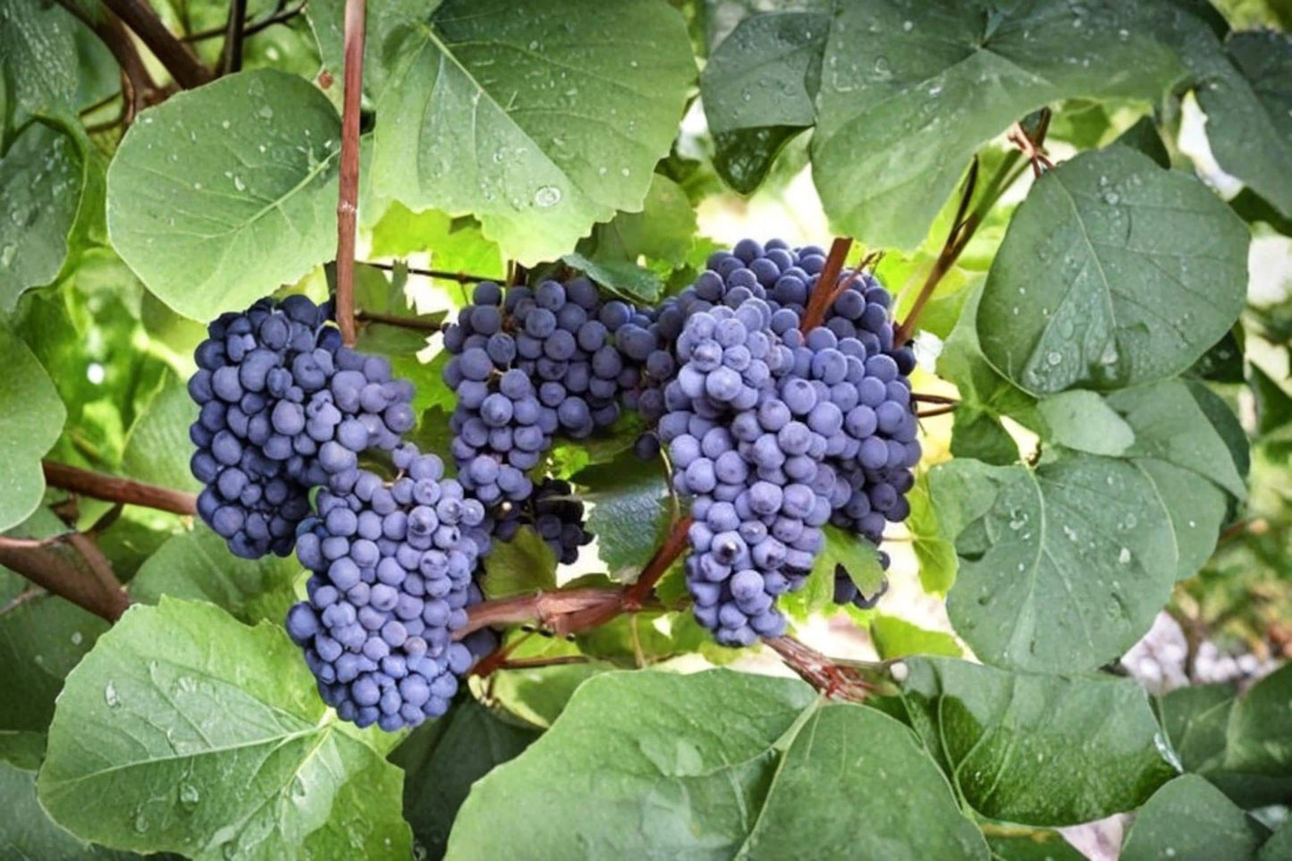 Blue Grape Vine Cuttings – 10 Unrooted Vitis spp. Cold Hardy Climbing Fruit Vine for Garden Trellises