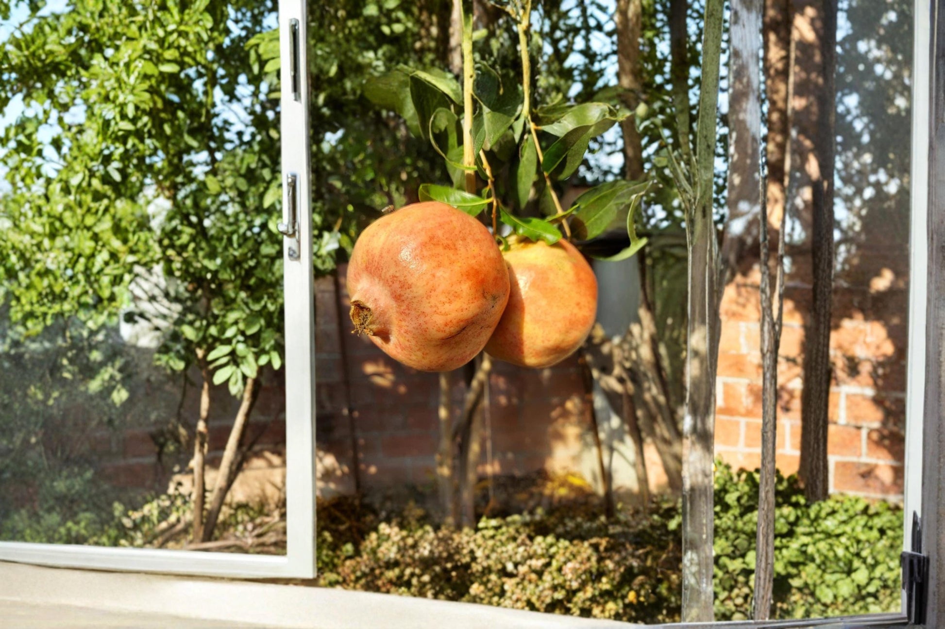 White Pomegranate Cuttings 8-10 Inch Unrooted Punica granatum Fruitful Ornamental Shrub