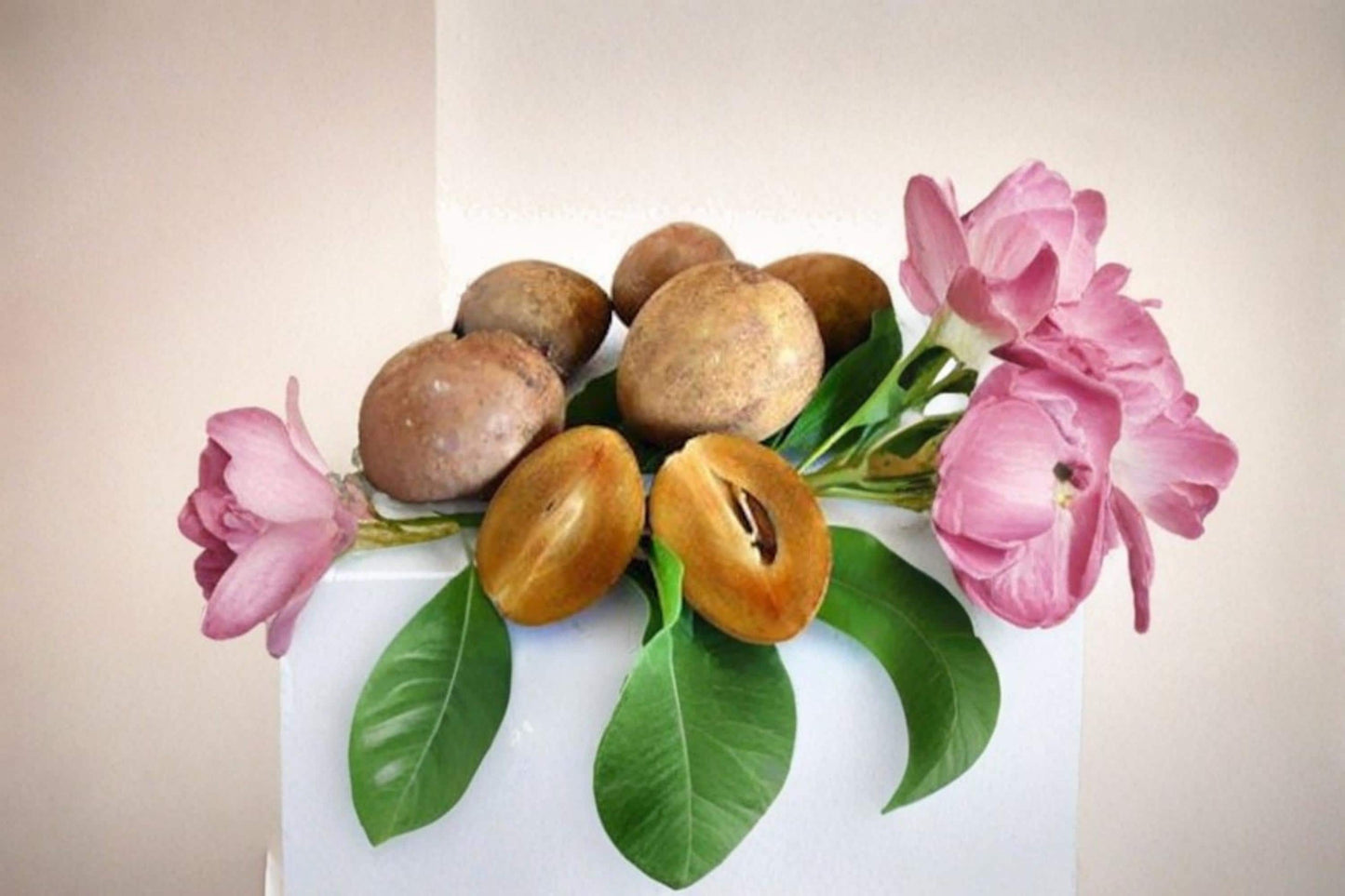 Silas Wood Sapodilla Scions 6-7 Inch | Manilkara zapota Fruit Tree Grafting Cuttings