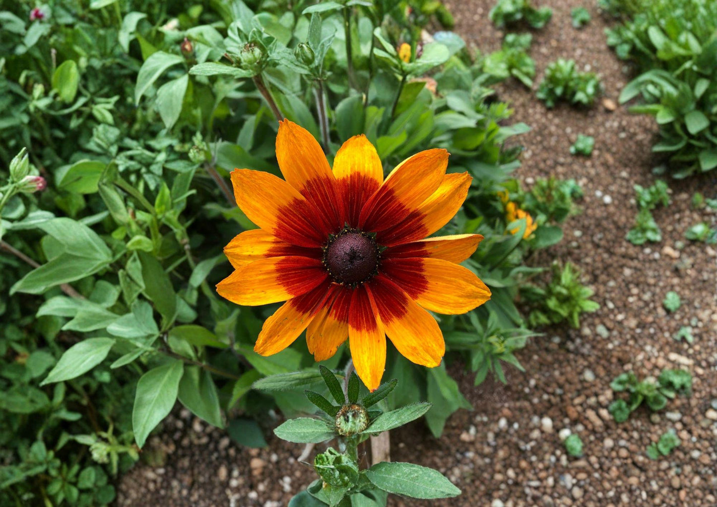 Gloriosa Daisy Seeds – Bright Yellow Coneflower, Pollinator Friendly, Rudbeckia hirta, Wildflower, Garden Border, Cut Flower, 250 Seeds