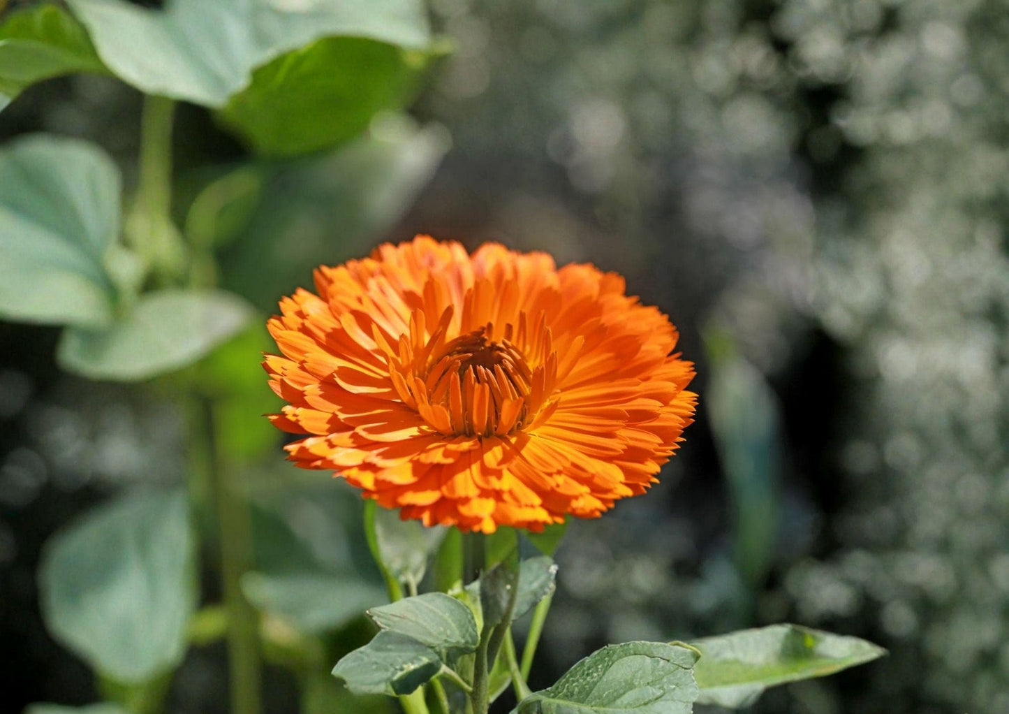 Pacific Beauty Orange Calendula Seeds – Heirloom Pot Marigold Flowers for Gardens, Borders & Containers – Calendula officinalis