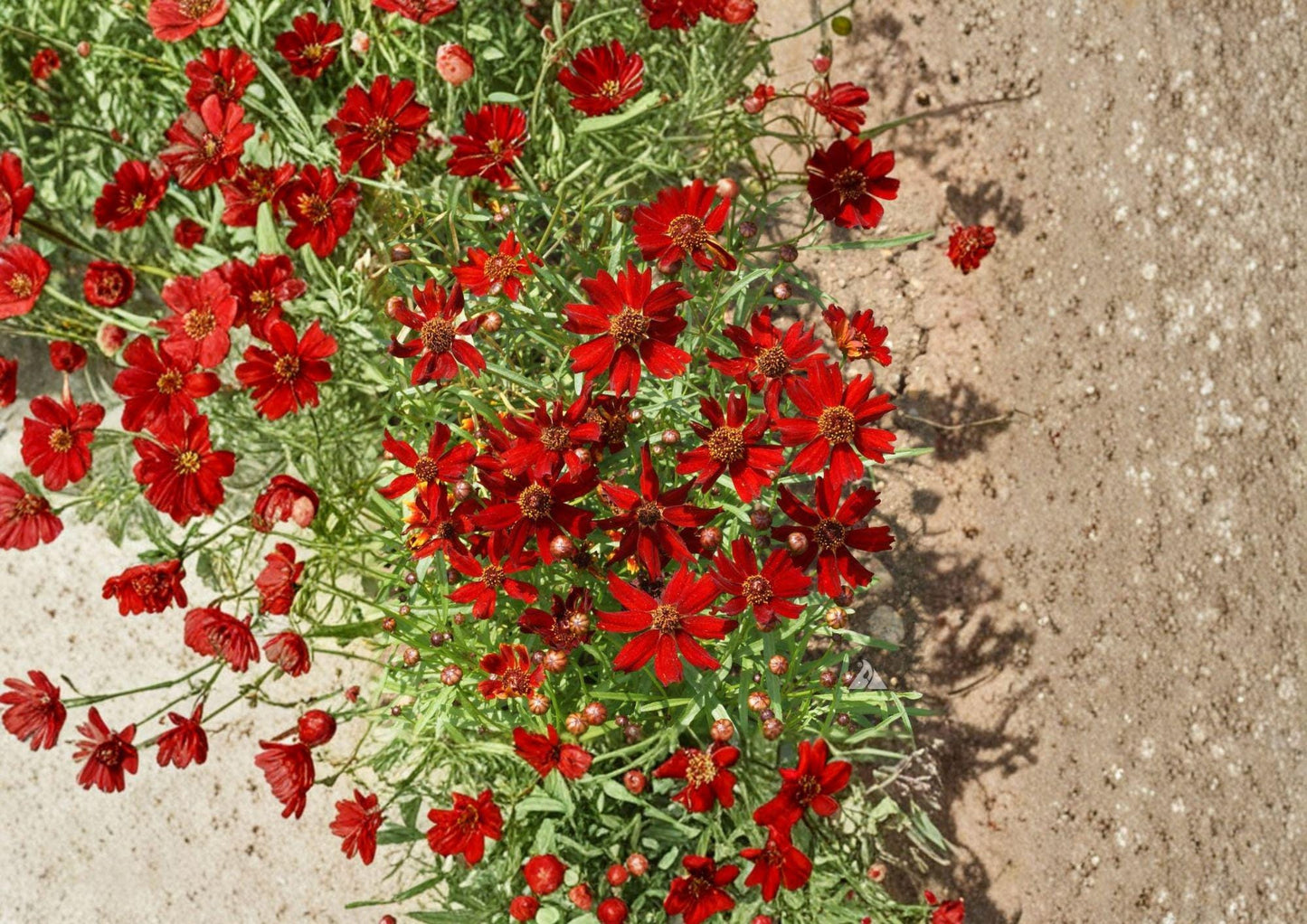 Dwarf Red Coreopsis Flower Seeds – Vibrant Wildflower for Gardens, Borders & Pollinators – Coreopsis tinctoria