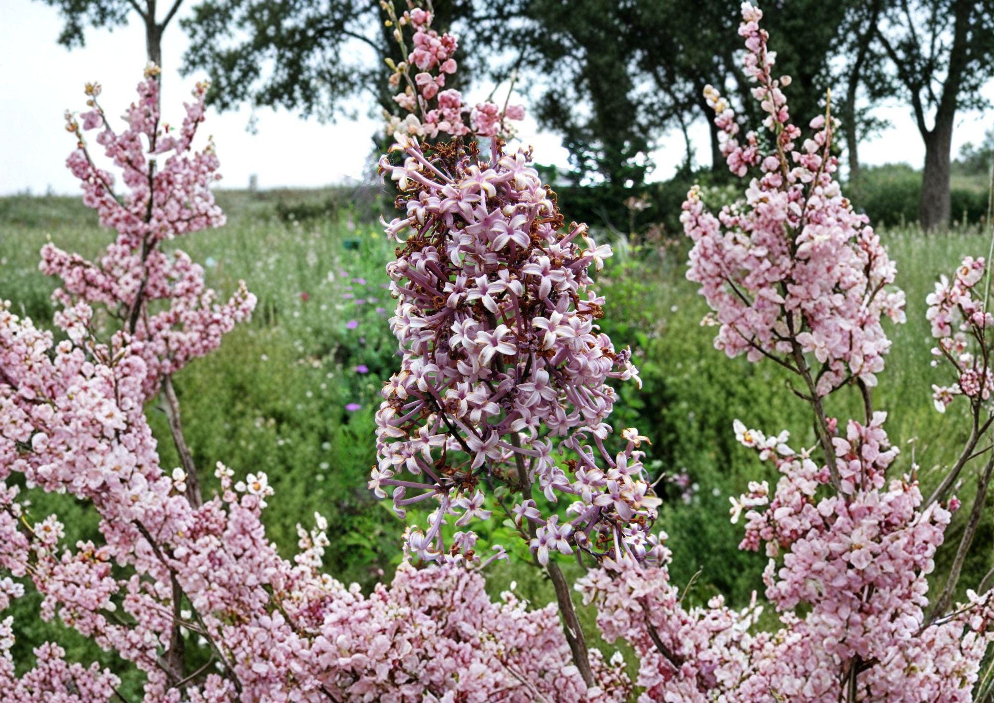 Littleleaf Lilac Flower Seeds – Pink Purple Fragrant Spring Shrub for Garden Borders – Syringa microphylla
