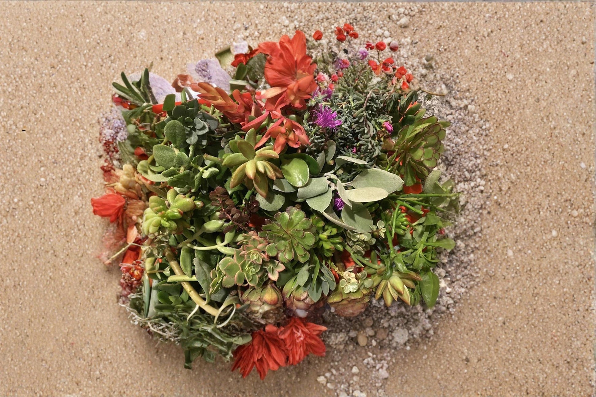 Organic Assorted Succulent Cuttings Collection - 20 Unrooted Varieties for Container & Garden Planting