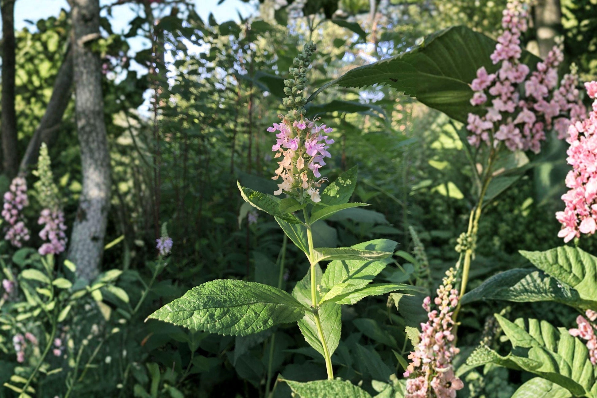 Teucrium Canadense Seeds – Native Pink Wildflower, Pollinator Meadow, American Germander, Perennial, Moist Soil, Bees & Butterflies