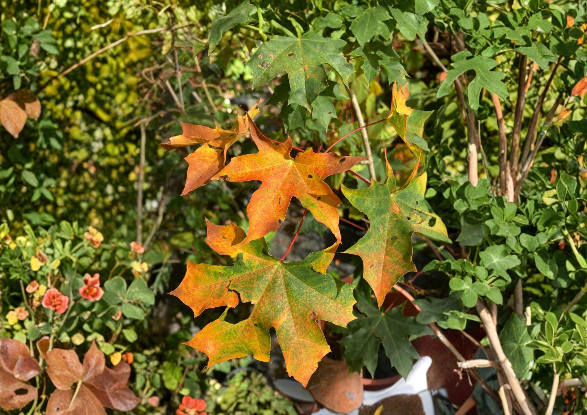 Acer Mono Painted Maple Tree Seeds – Autumn Color, Bonsai Growing, Ornamental Deciduous Tree, 10 Seeds