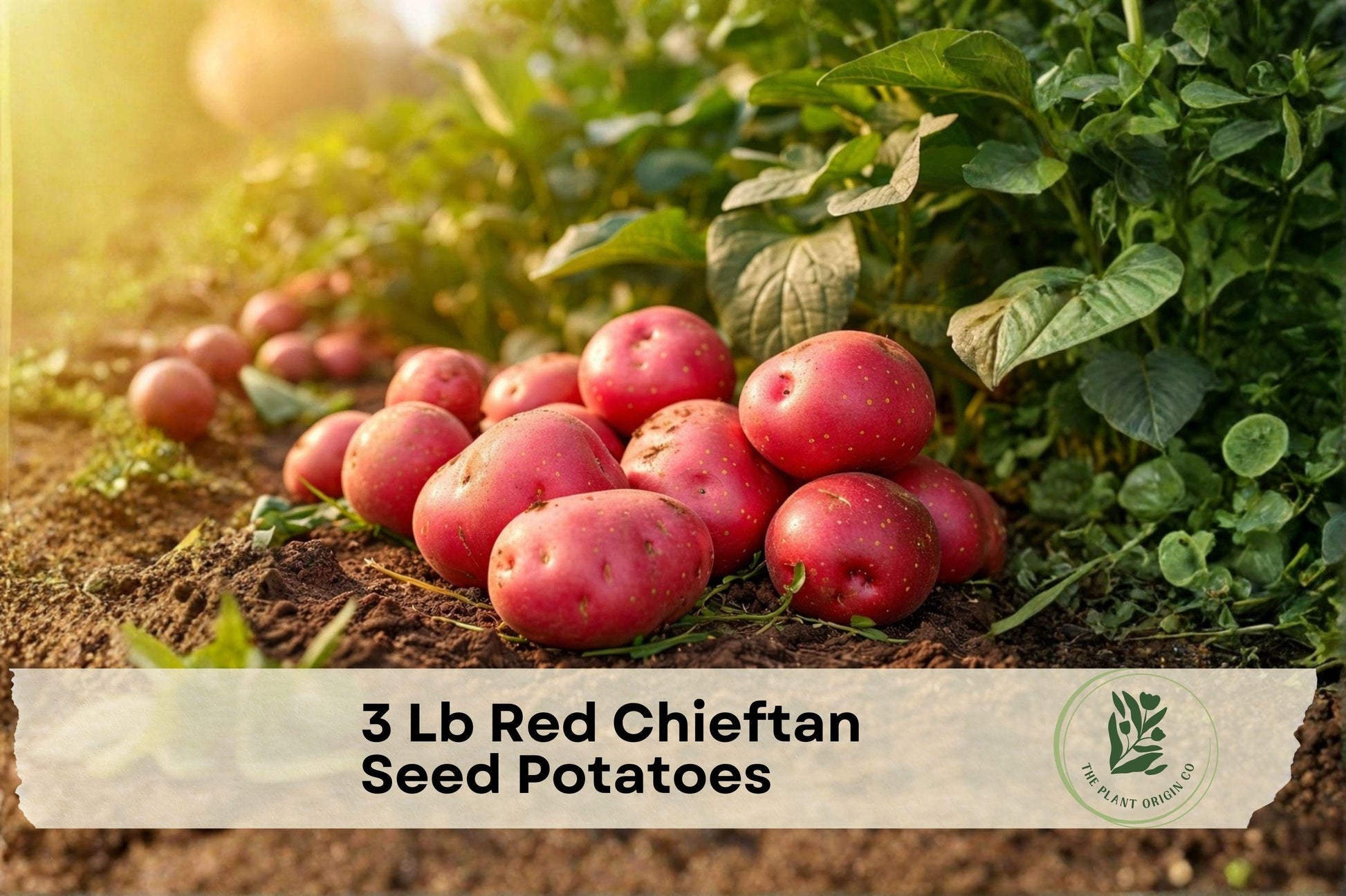 Red Chieftan Seed Potatoes 3 Lb Heirloom Solanum tuberosum for Home Garden, Red Flesh, Tuber Vegetable Crop