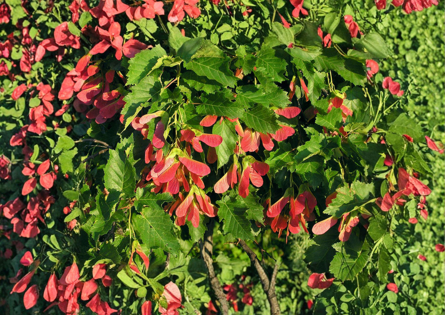 Tatarian Maple Tree Seeds – Acer tataricum, Ornamental with Red Samaras & Autumn Foliage, Hardy Landscape Seeds