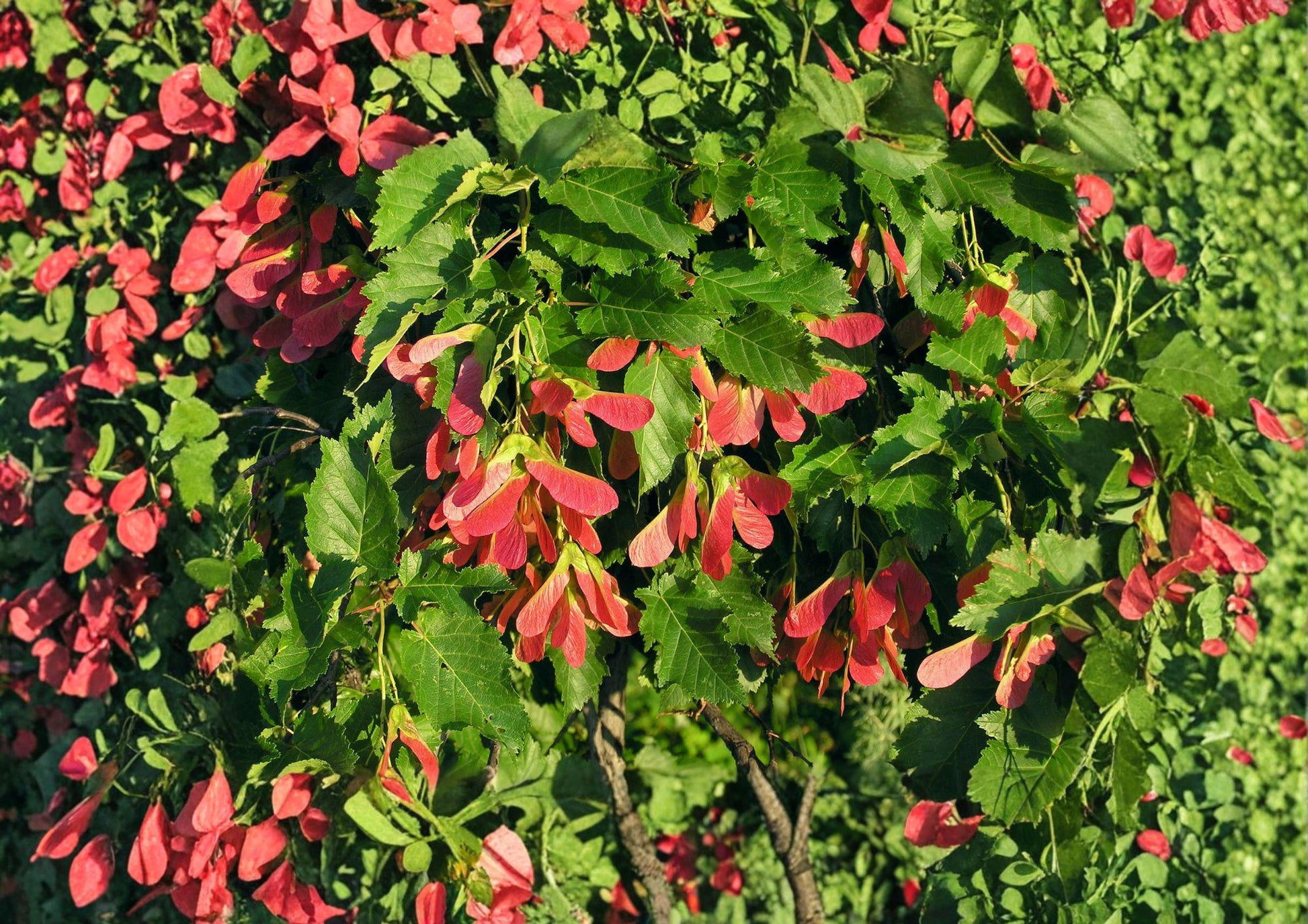 Tatarian Maple Tree Seeds – Acer tataricum, Ornamental with Red Samaras & Autumn Foliage, Hardy Landscape Seeds