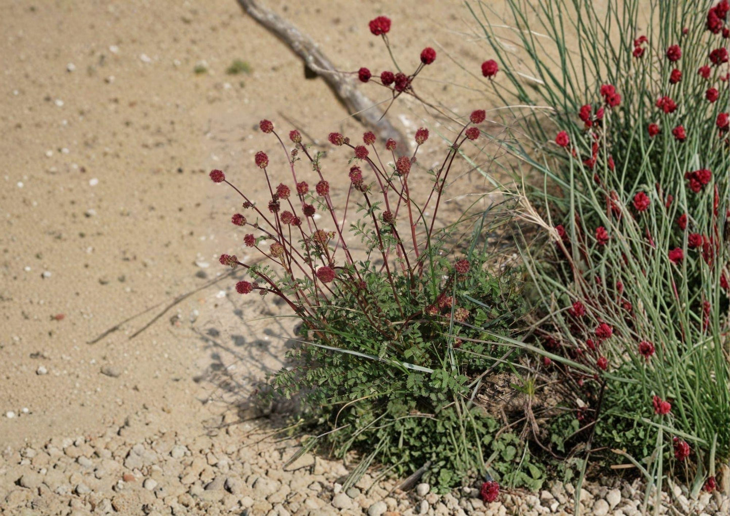 Salad Burnet Seeds - Edible Herb, Drought Tolerant, Sanguisorba minor, Perennial for Herb Gardens & Borders