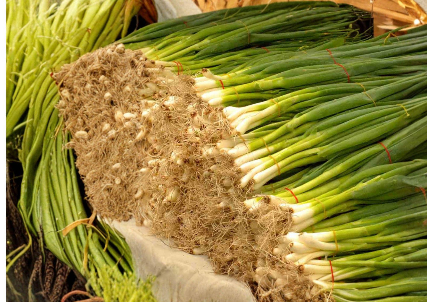 Evergreen Bunching Onion Seeds – Non-Bulbing Scallions for Continuous Harvest – Hardy Green Onion Seeds (Allium fistulosum)