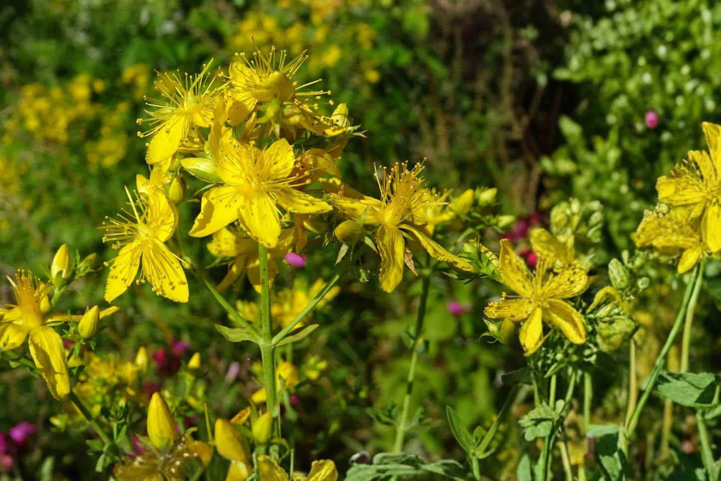 St John's Wort Seeds – Hypericum pyramidatum, Native Yellow Wildflower, Pollinator Garden, Perennial, 500 Seeds