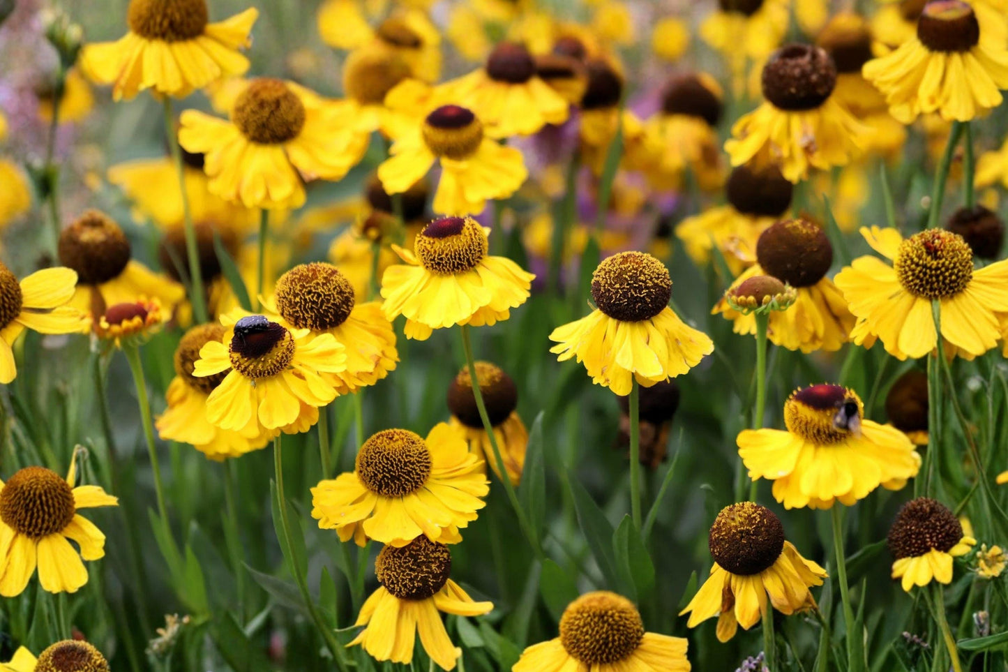 Autumn Sneezeweed Seeds – Yellow Helen's Flower, Native Perennial, Helenium autumnale, 100 Seeds