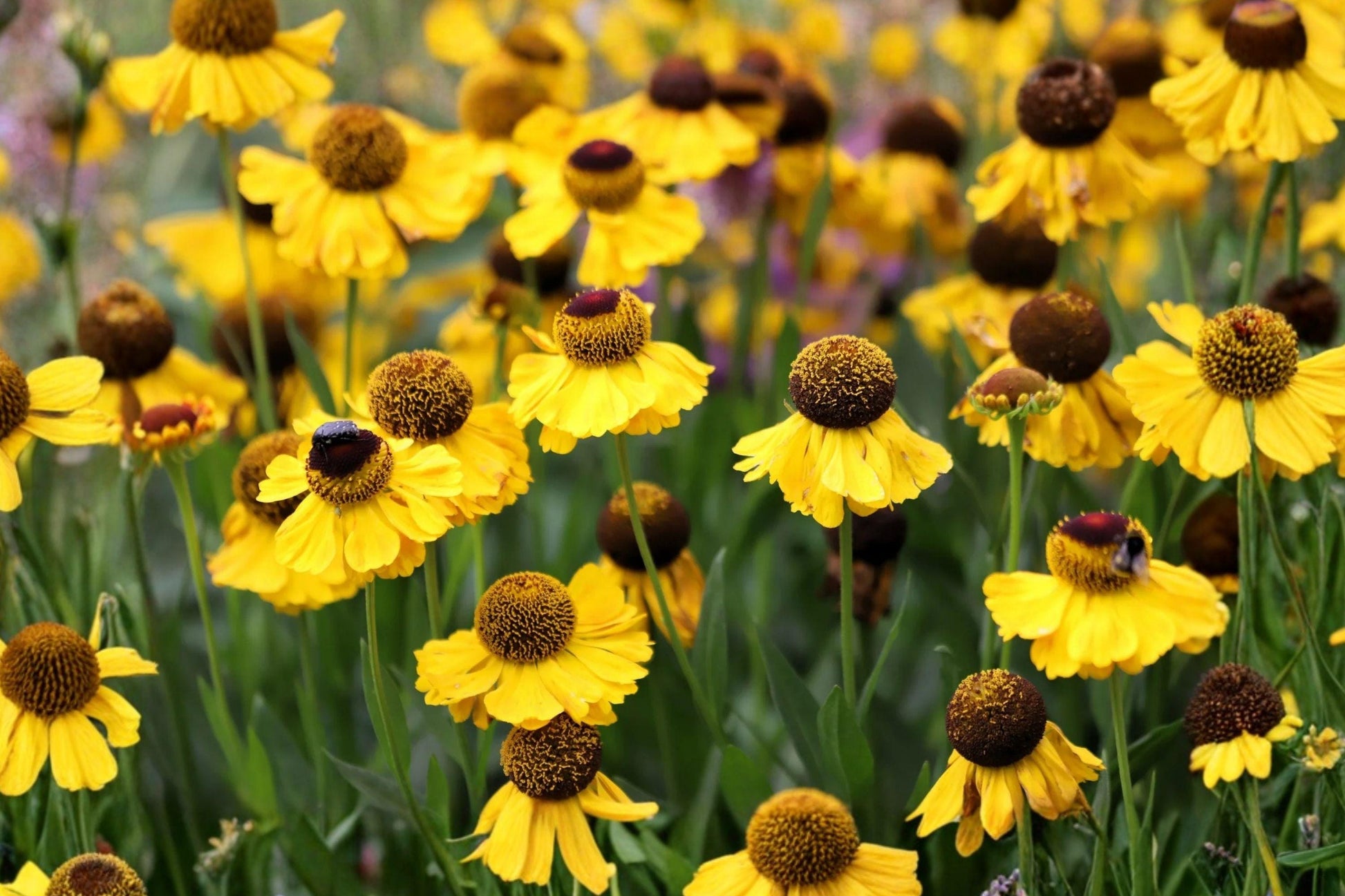 Autumn Sneezeweed Seeds – Yellow Helen's Flower, Native Perennial, Helenium autumnale, 100 Seeds