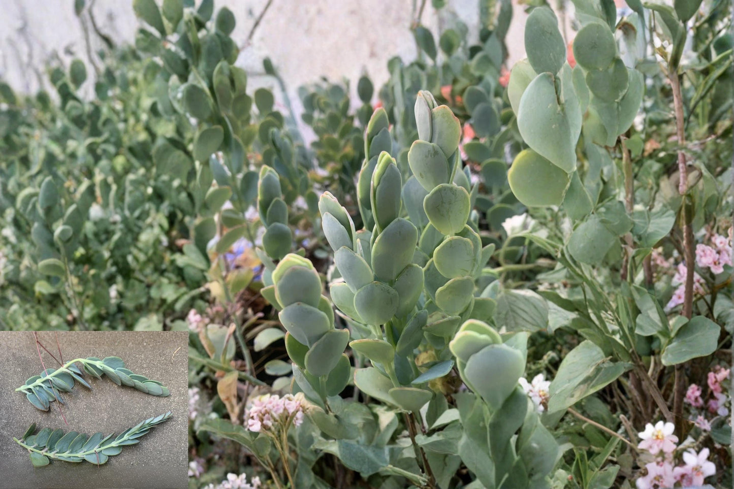 Kalanchoe marnieriana Succulent Cuttings – 3 Unrooted 5 Inch Blue-Green Paddle Leaves, Trailing, Evergreen, Well-Draining Soil