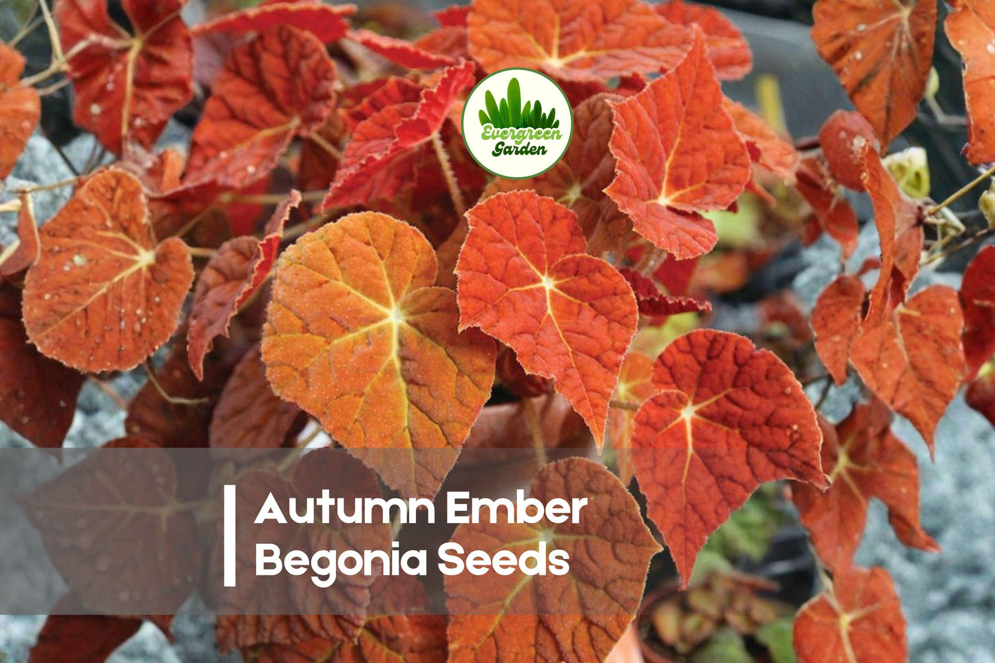 Autumn Ember Begonia Seeds – Orange Blooming, Compact, Shade-Tolerant, Begonia spp., Garden, Container, Border, 25 Seeds
