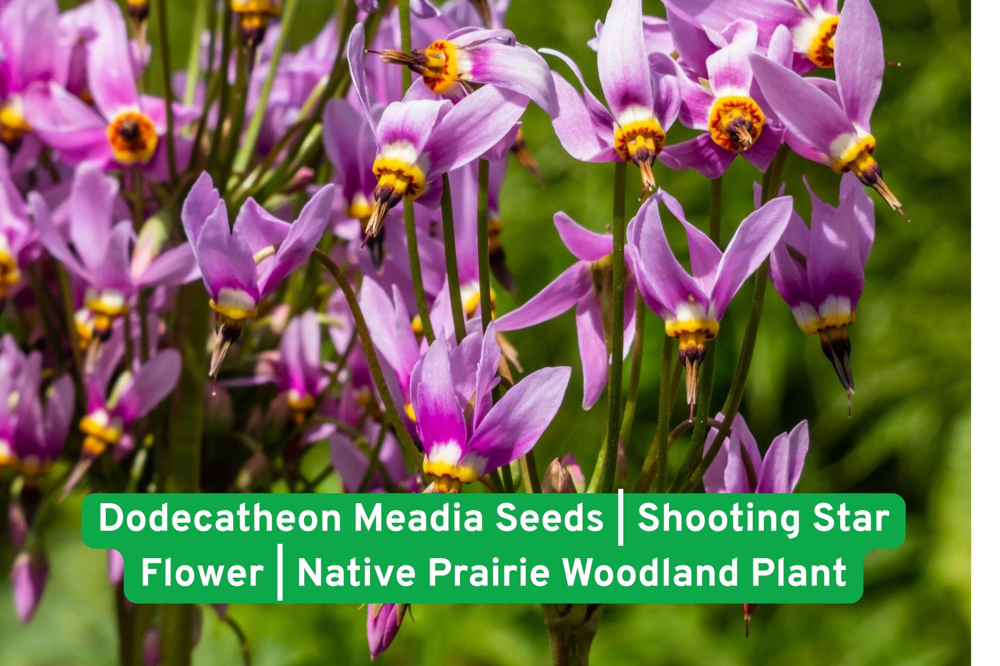 Dodecatheon seeds, Shooting Star, Native wildflower, Prairie plant seeds, Woodland garden plant, Pink perennial flower, Spring blooming seeds, Pollinator friendly, Shade tolerant plant, Native North American, Wildflower seed packet, Early spring flower, Perennial garden seed