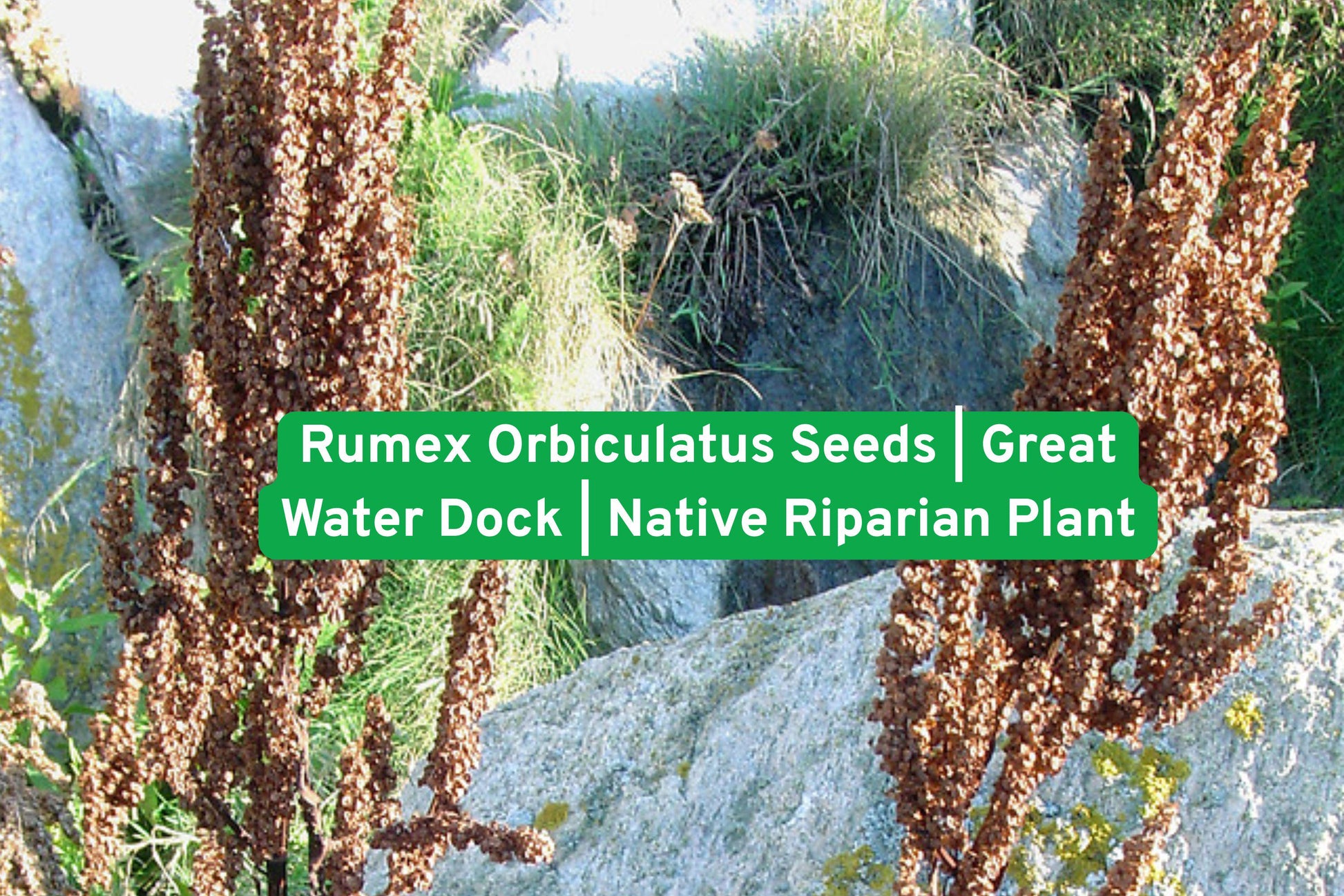 Water Dock seeds, native wetland plant, Rumex orbiculatus, pond edge plant, rain garden seeds, wildlife habitat plant, perennial wetland, moist soil plant, native North American, stream bank plant, wetland restoration, tall seed stalks, hardy moisture-loving