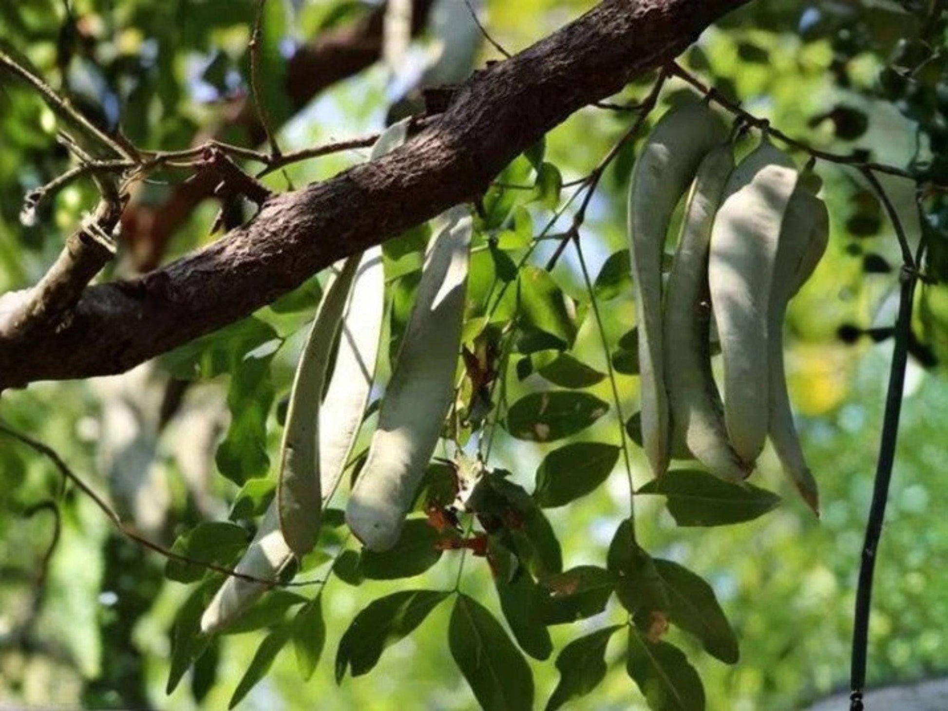 Gleditsia sinensis Seeds – Chinese Honeylocust Soap Bean Tree – Ornamental Deciduous Tree for Gardens & Landscapes