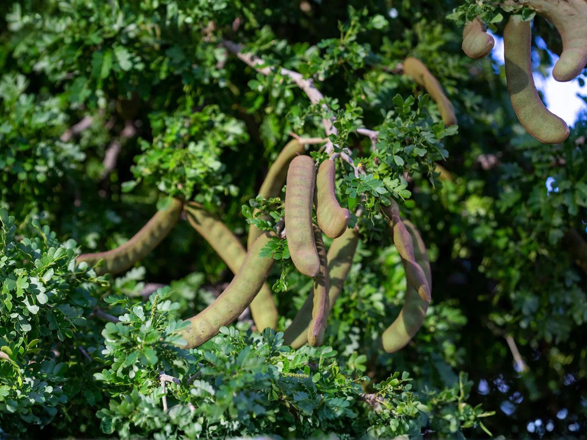 Pithecellobium flexicaule Seeds – Texas Ebony Tree – Drought Tolerant Evergreen for Desert Landscapes – Native to Texas & Mexico