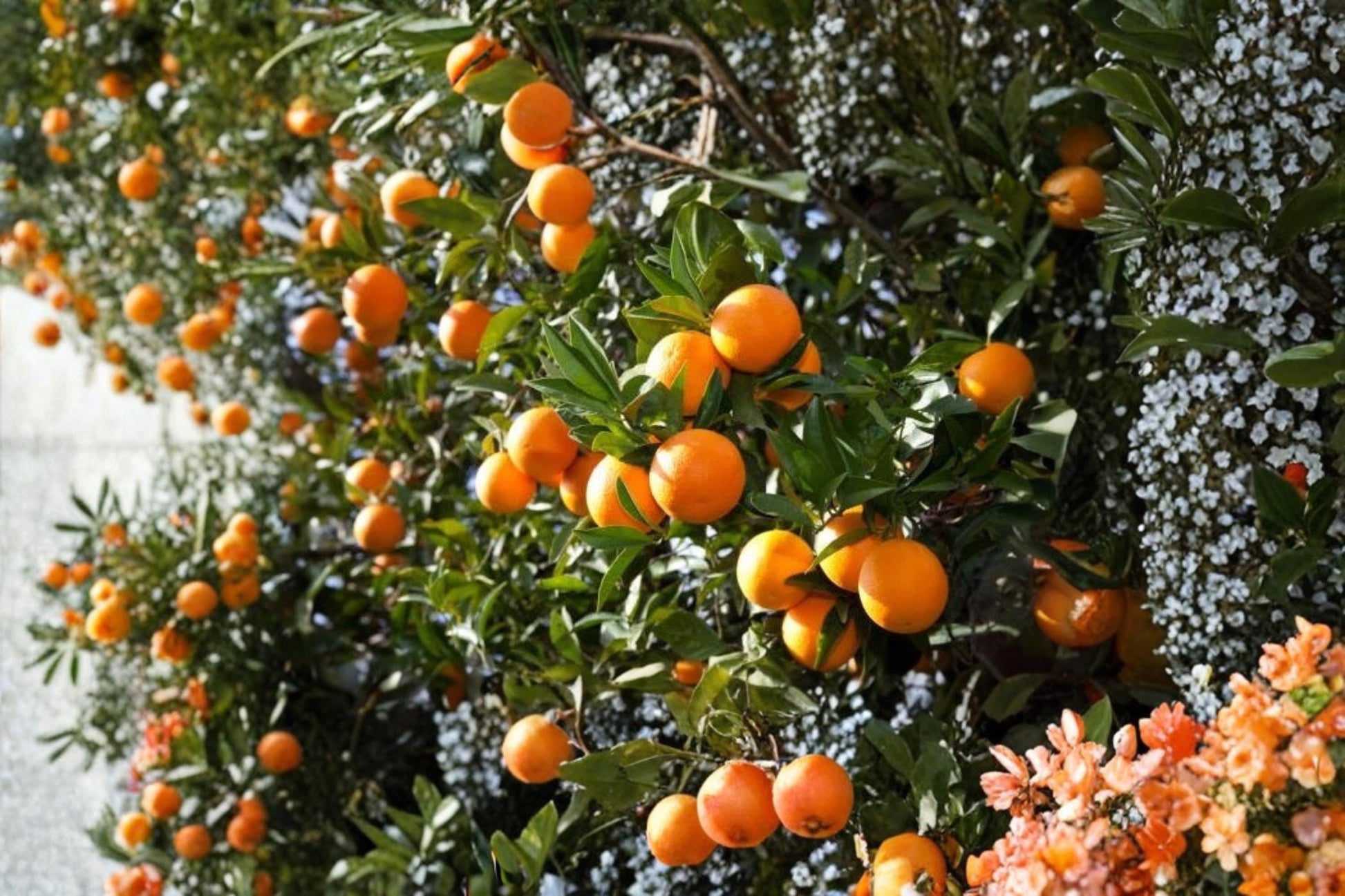 Orange Tree Scion Cuttings – 4 Pieces, 6-8 Inches, Citrus sinensis, Fruit Tree Grafting Material