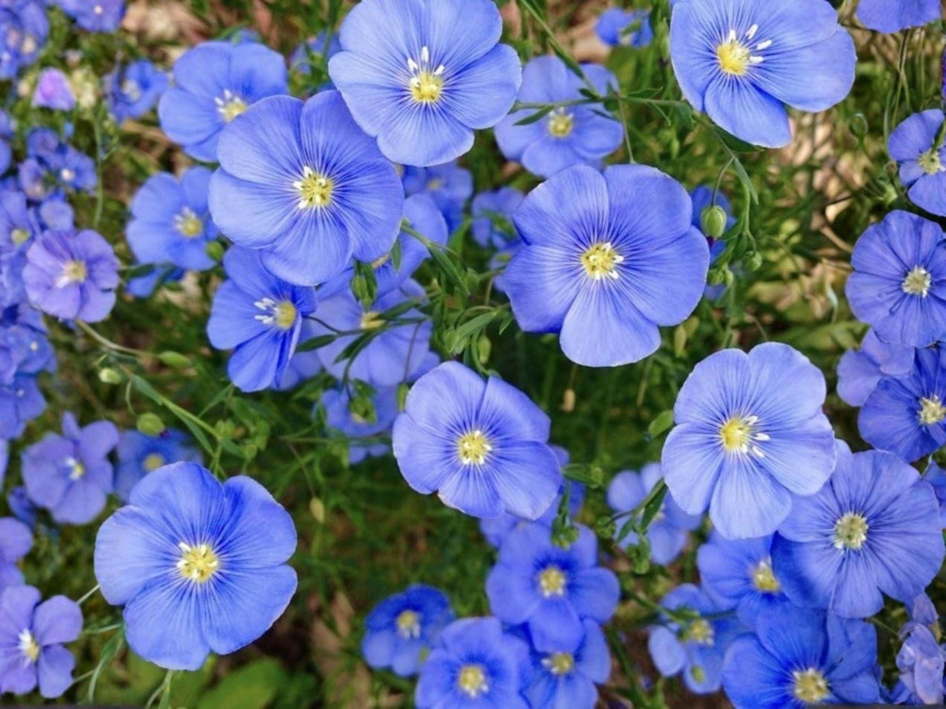 Perennial Blue Flax Seeds – Heirloom Non-GMO Linum perenne for Cottage, Meadow & Garden Planting