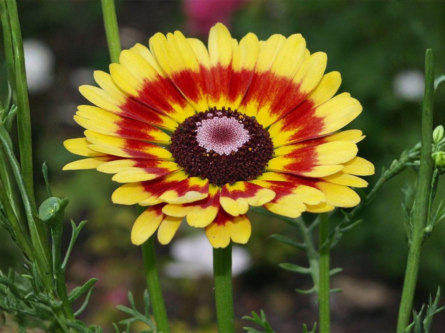 Painted Daisy Seeds – Heirloom Non-GMO Glebionis Carinata Flower Seeds for Garden, Borders & Meadow Gardens
