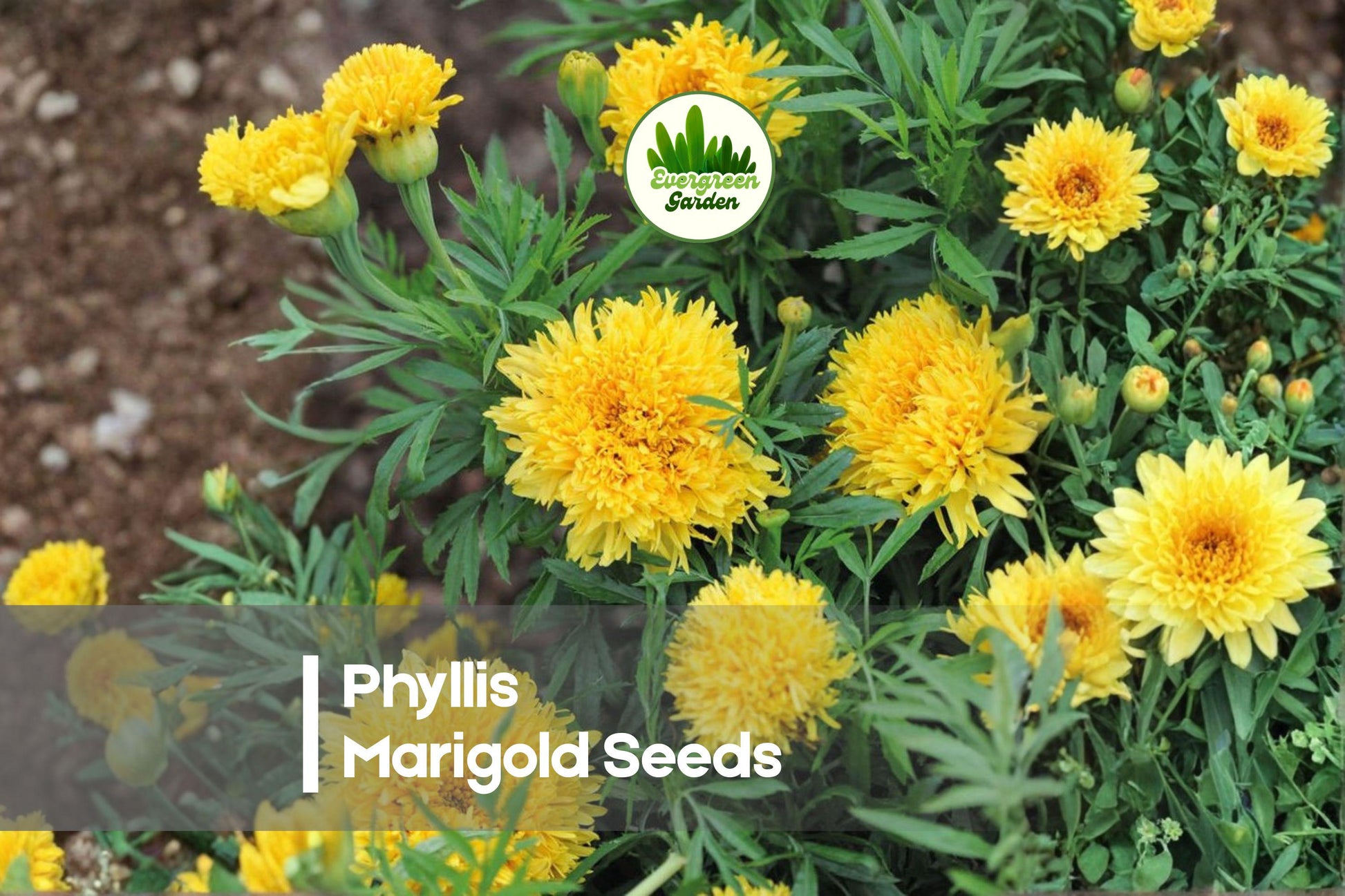 25 Phyllis Marigold Seeds - Bright Yellow Frilly Blooms, Upright Tagetes spp. for Borders, Containers & Garden Beds