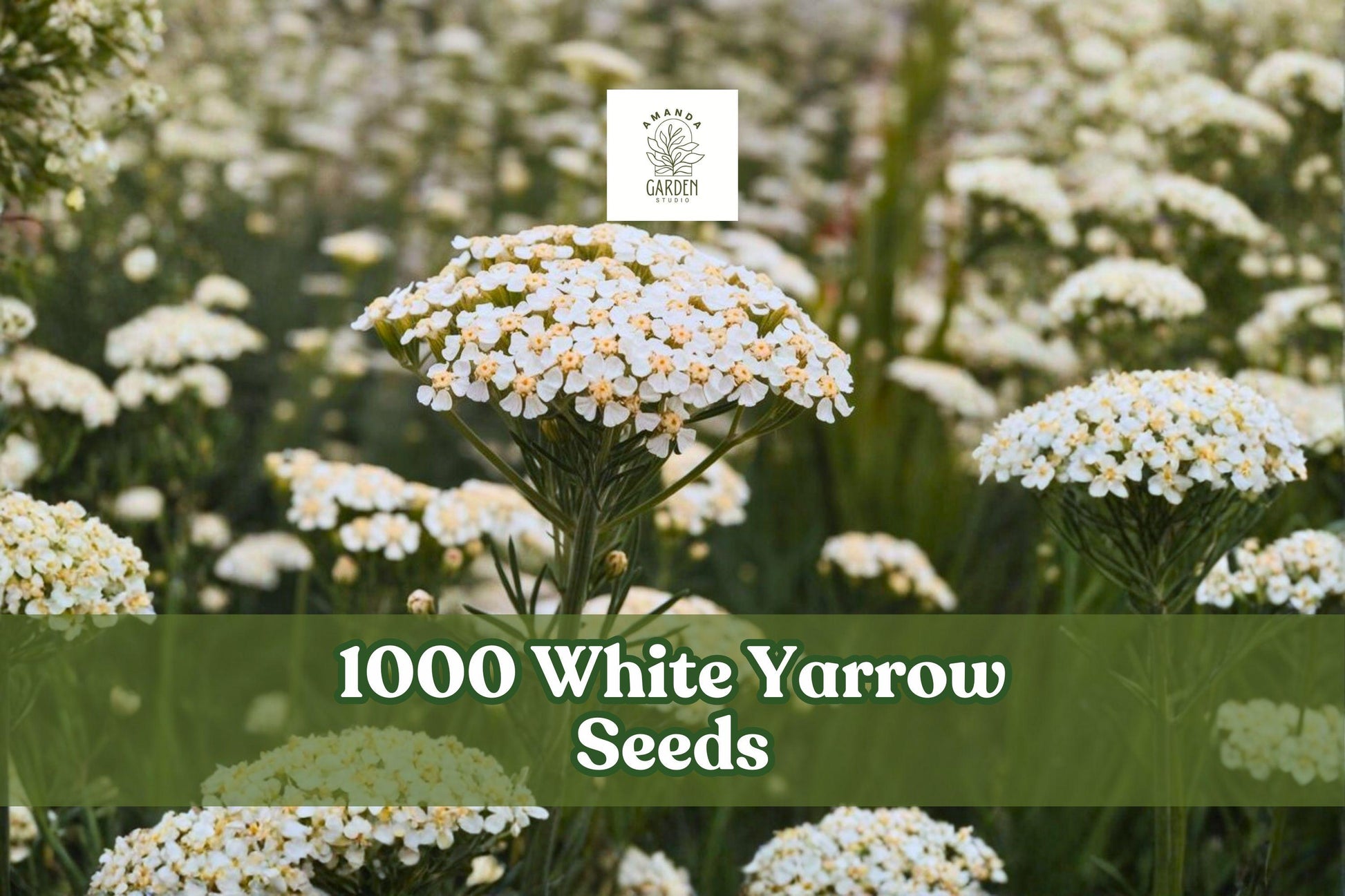 1000 White Yarrow Seeds – Achillea millefolium Perennial Wildflower for Gardens, Meadows, Borders
