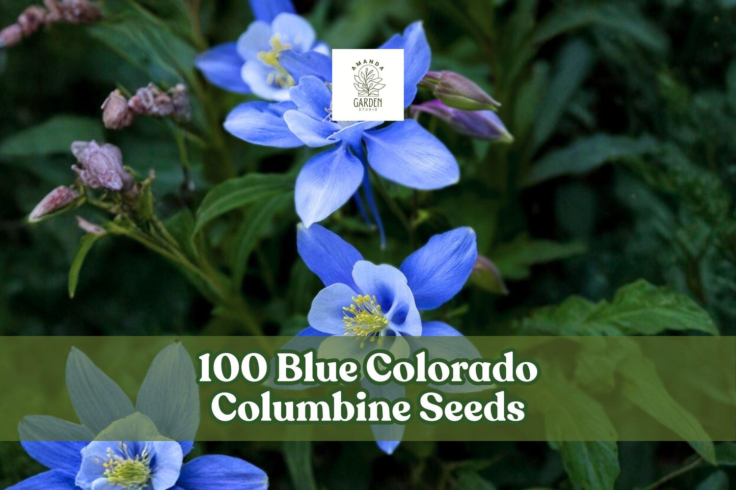 Blue Colorado Columbine Seeds – Aquilegia caerulea – Perennial Wildflower with Blue & White Blooms for Gardens and Borders