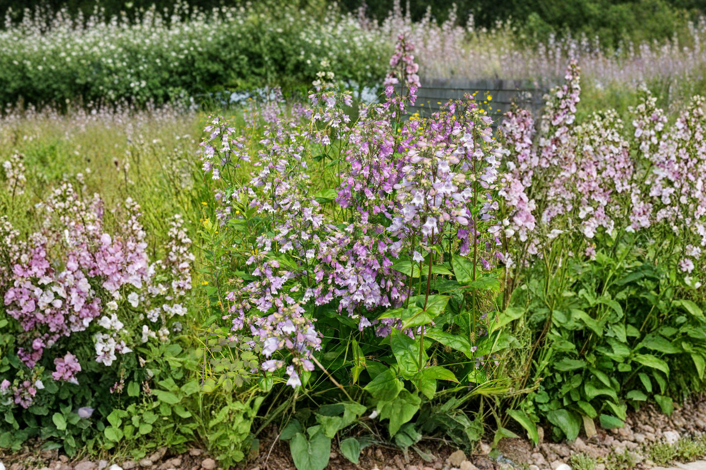 Calico Beardtongue Seeds – Native Pink Purple Perennial for Pollinator Gardens – Penstemon calycosus, Wildflower, Prairie, Butterfly Attracting
