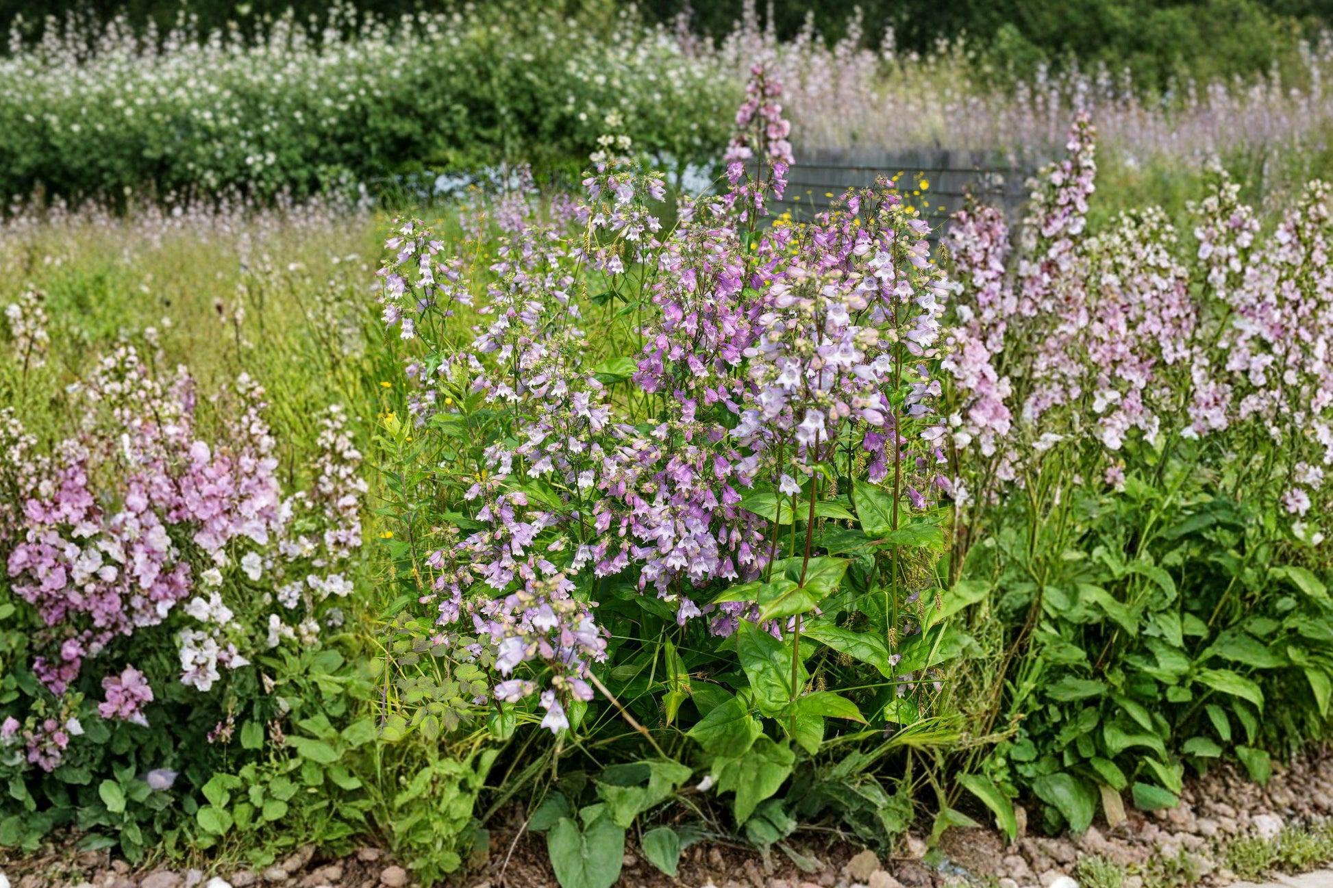 Calico Beardtongue Seeds – Native Pink Purple Perennial for Pollinator Gardens – Penstemon calycosus, Wildflower, Prairie, Butterfly Attracting
