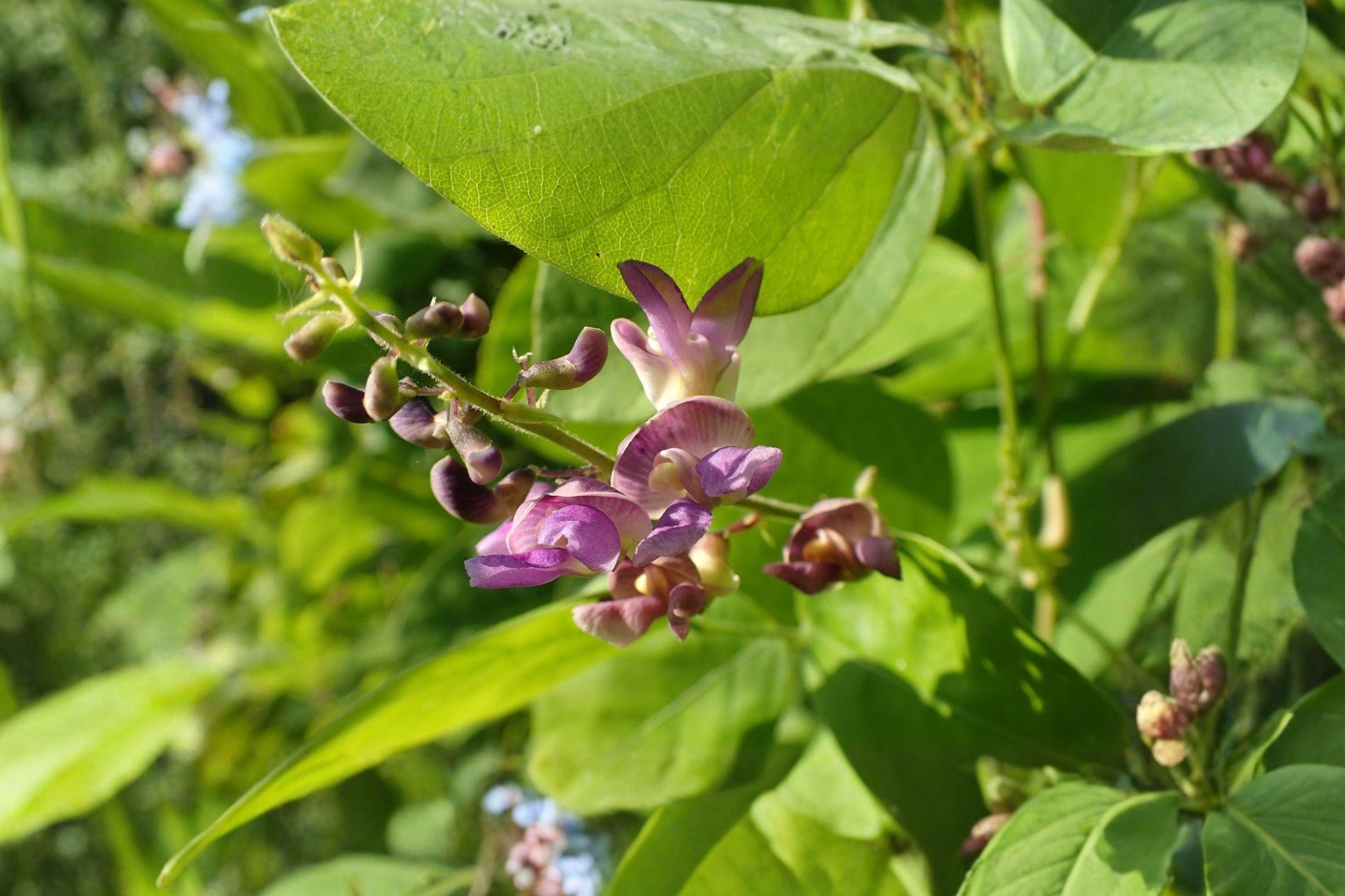 Wild Kidney Bean Seeds – Native Climbing Vine for Woodland Gardens, Pollinators, Phaseolus polystachios (5 Seeds)