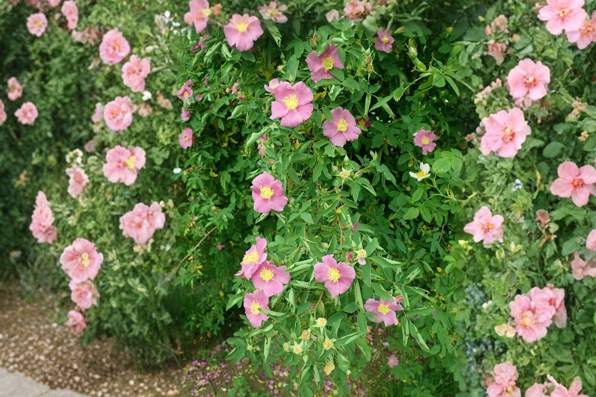 Rosa carolina Pasture Rose Seeds – Native Pink Wild Shrub for Gardens, Meadows & Wildlife Habitats (10 Seeds)