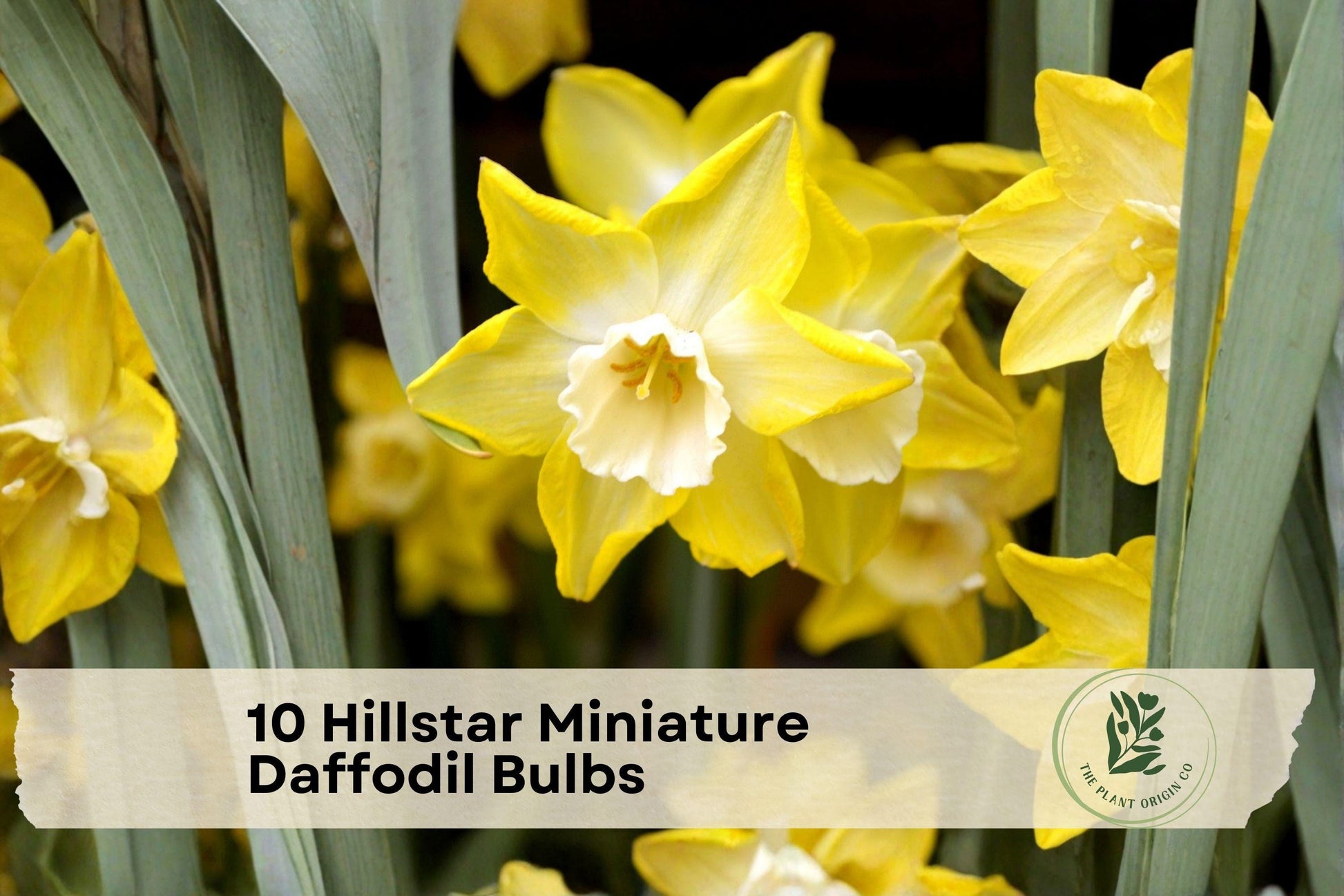 10 Hillstar Miniature Daffodil Bulbs – Early Spring Yellow Narcissus for Borders, Rock Gardens & Containers